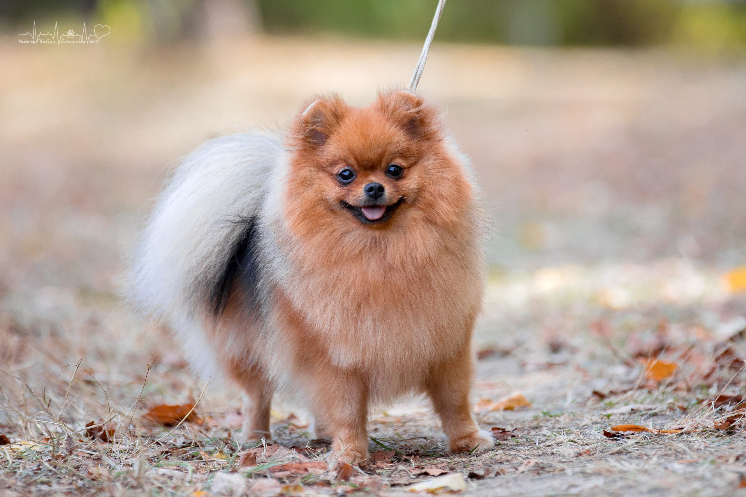 Пушкино ЧРКФ 17.09.2022. Фотограф-анималист Юлия Германика