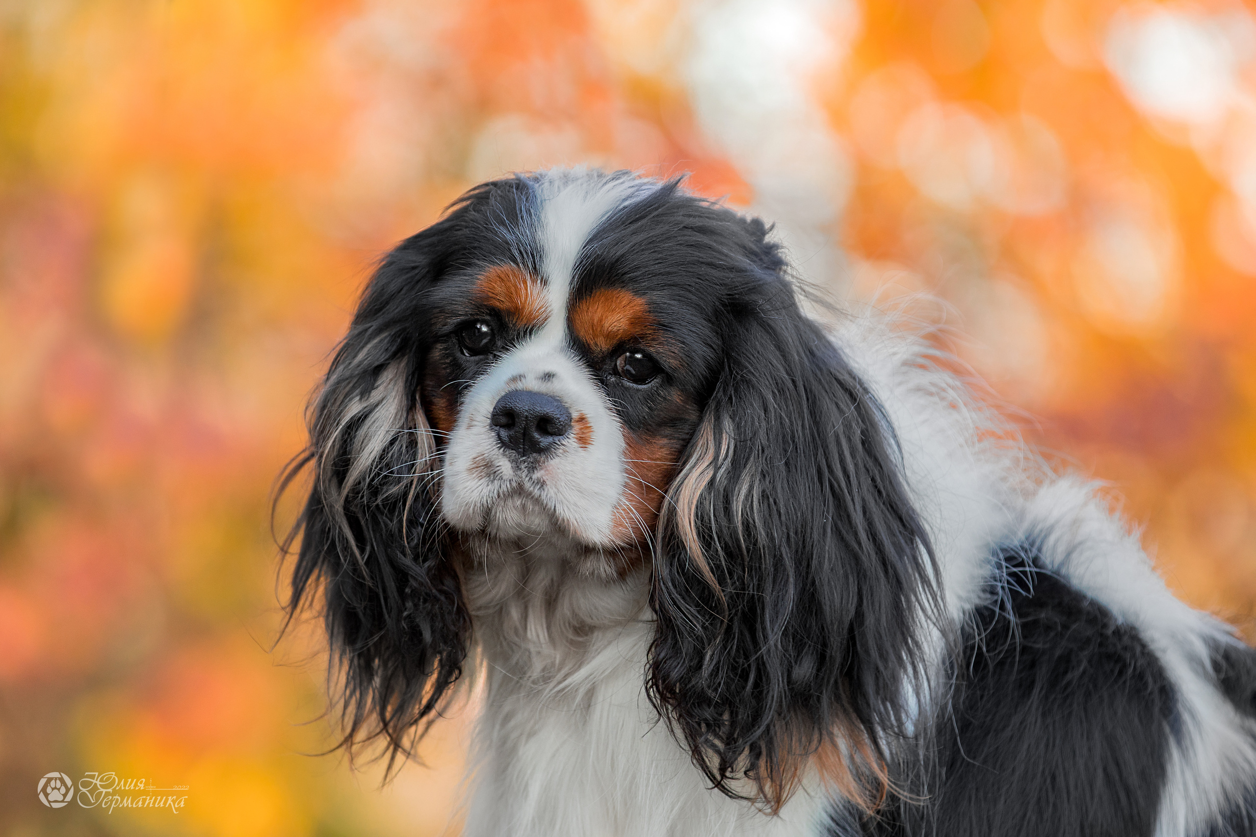 Свободная съемка. Фотограф-анималист Юлия Германика