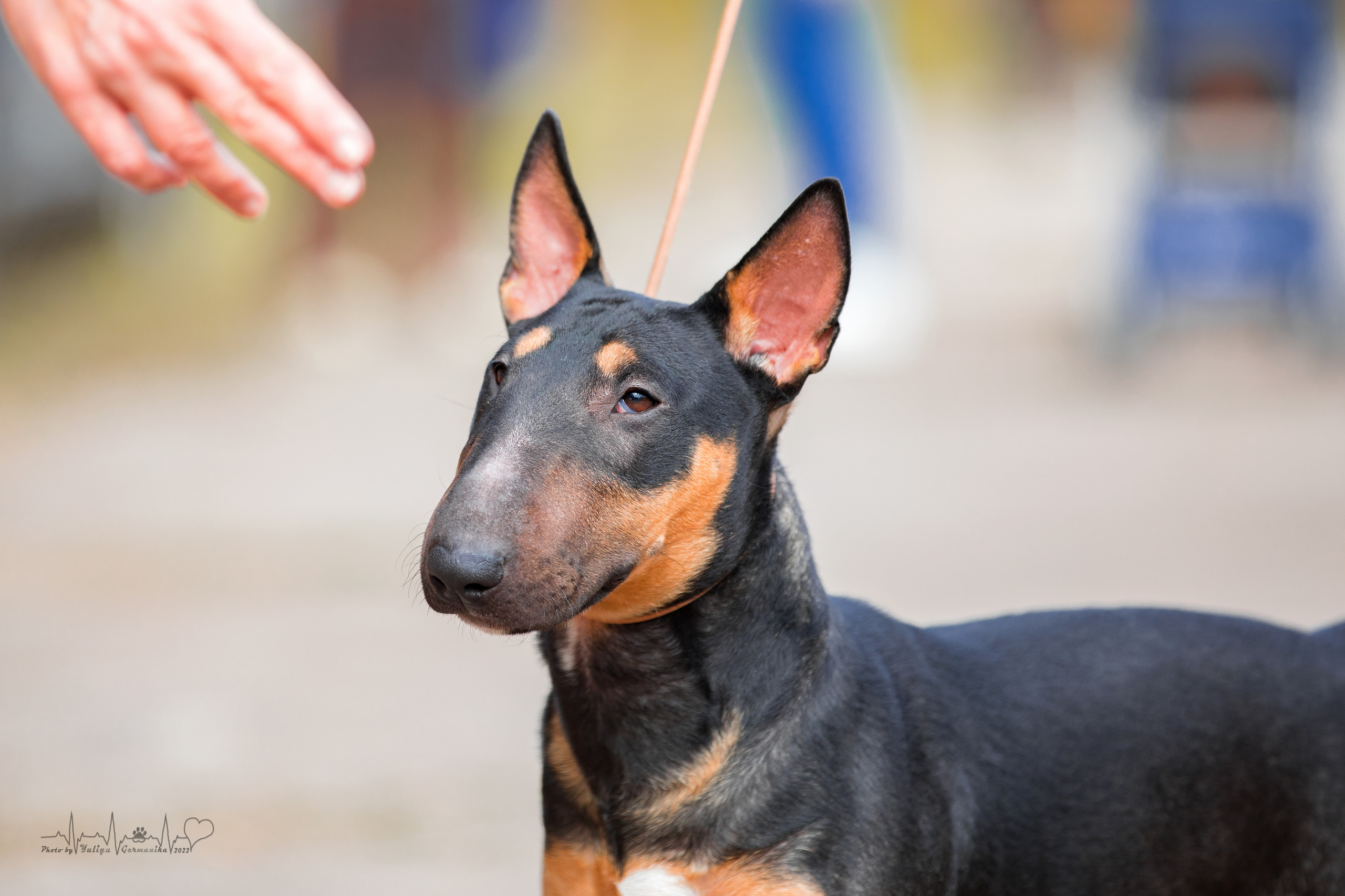 Тверь ЧРКФ 18.09.2022. Фотограф-анималист Юлия Германика