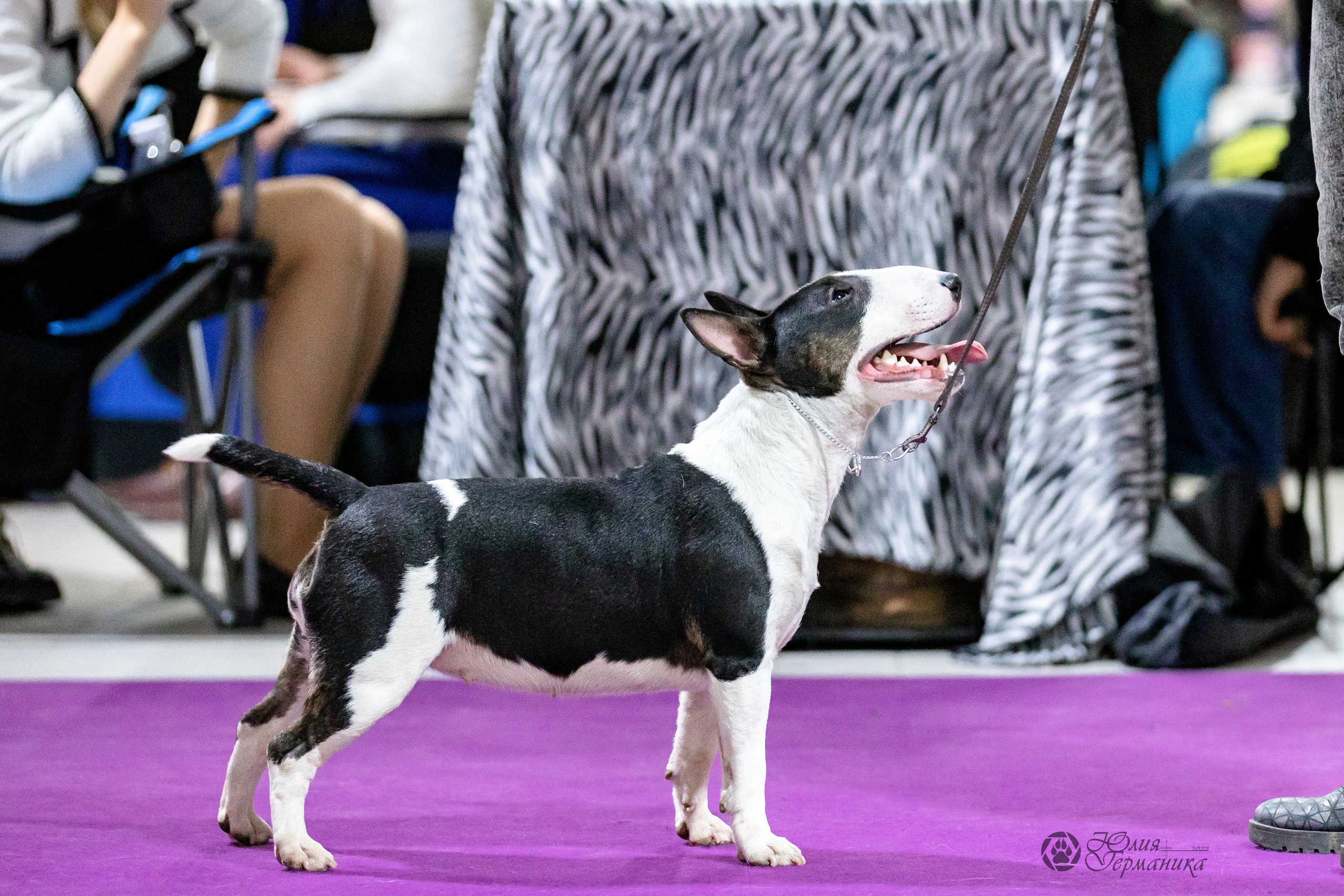 Чайна-Таун 29-30.10.2022. Фотограф-анималист Юлия Германика