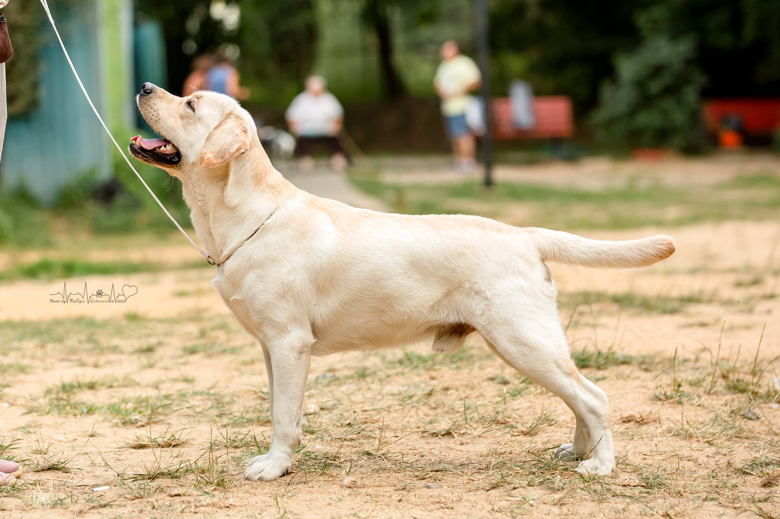 Ховрино фестиваль монопородок 14.08.2022. Фотограф-анималист Юлия Германика
