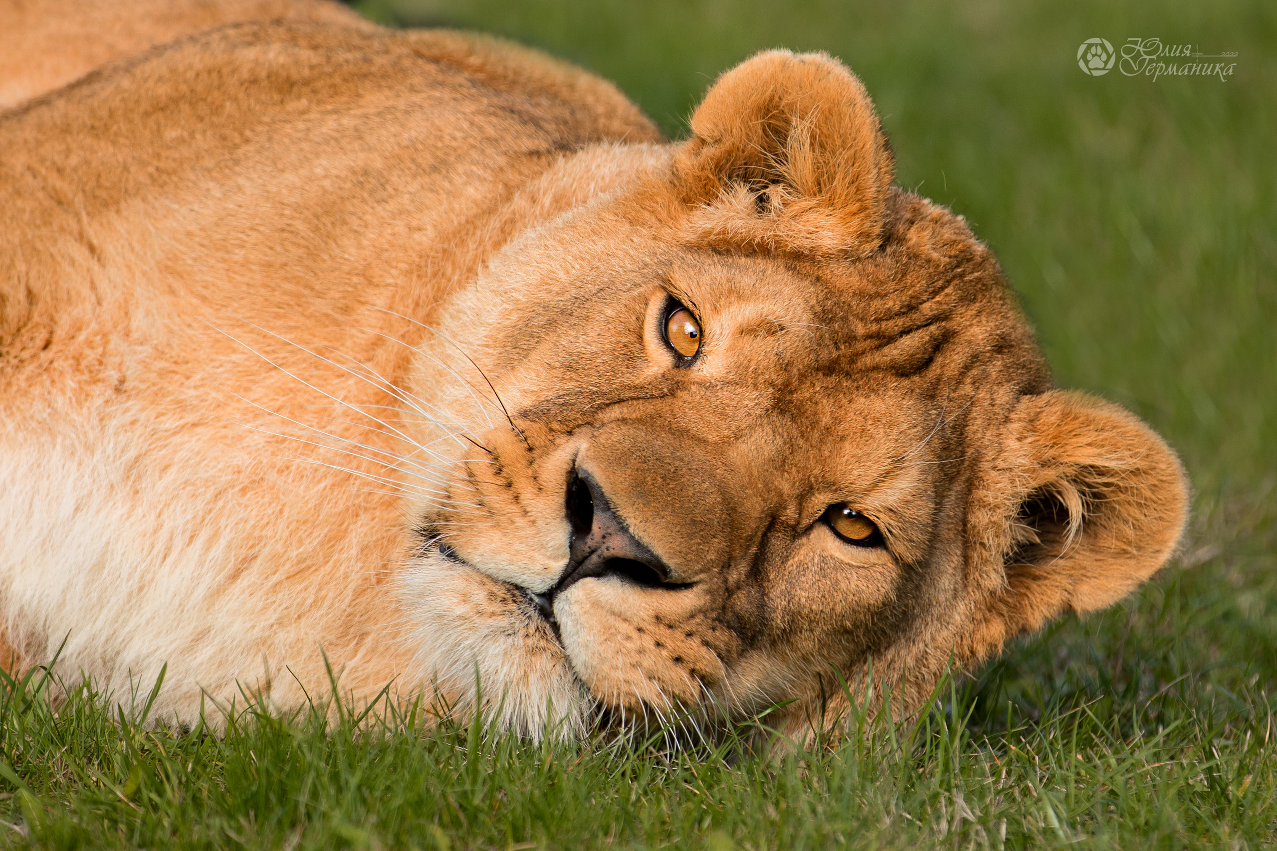 Герда(львица). Фотограф-анималист Юлия Германика
