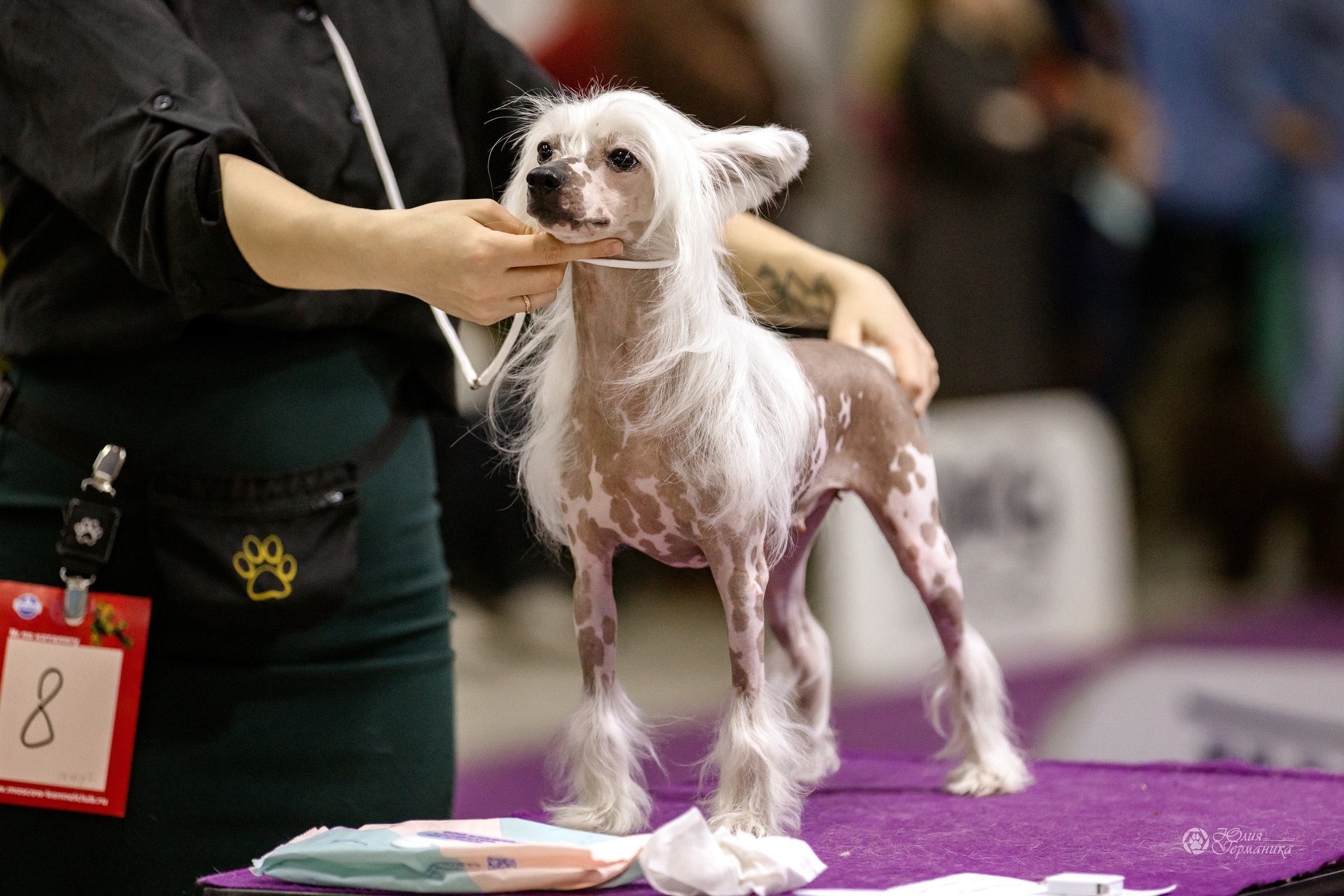 Чайна-Таун 3 и 12.11.2022. Фотограф-анималист Юлия Германика