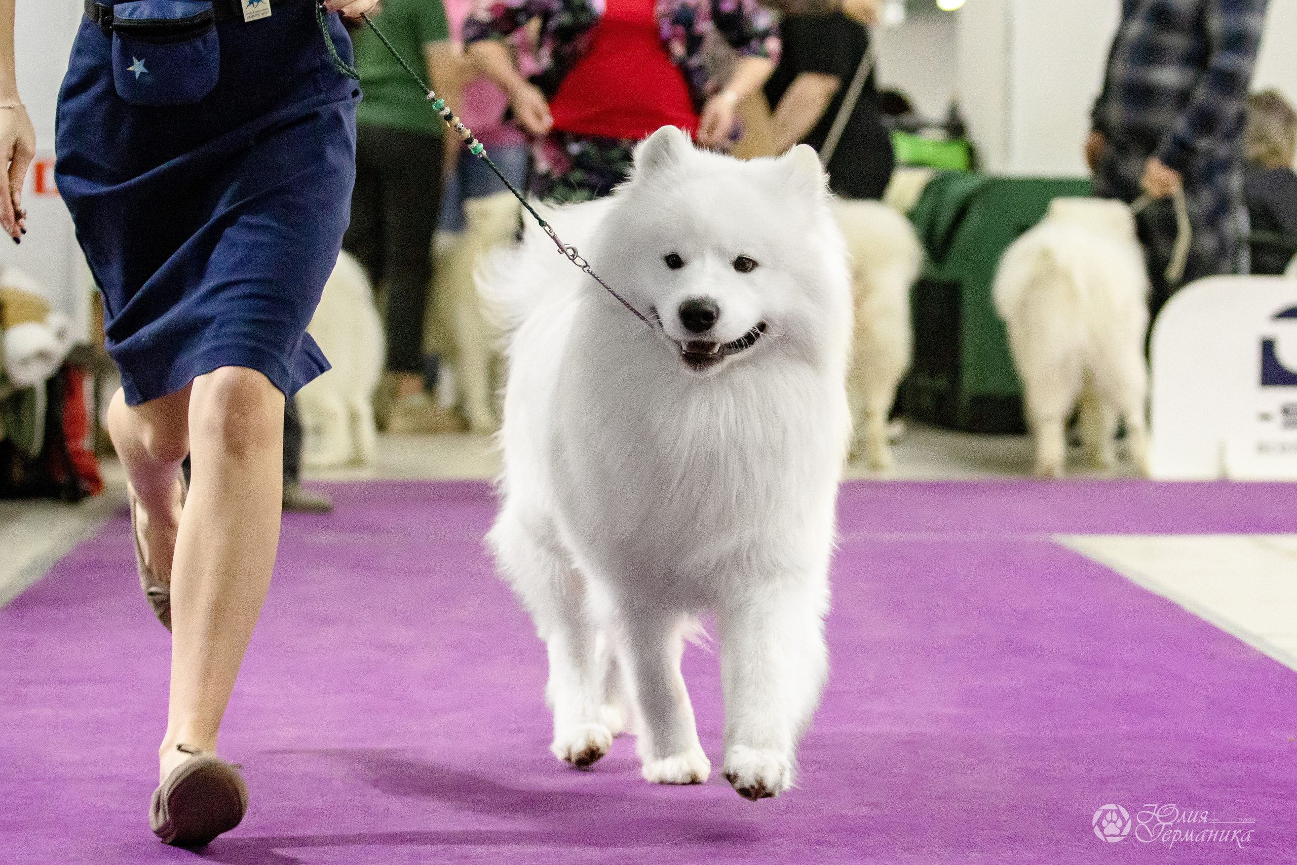 Чайна-Таун 3 и 12.11.2022. Фотограф-анималист Юлия Германика