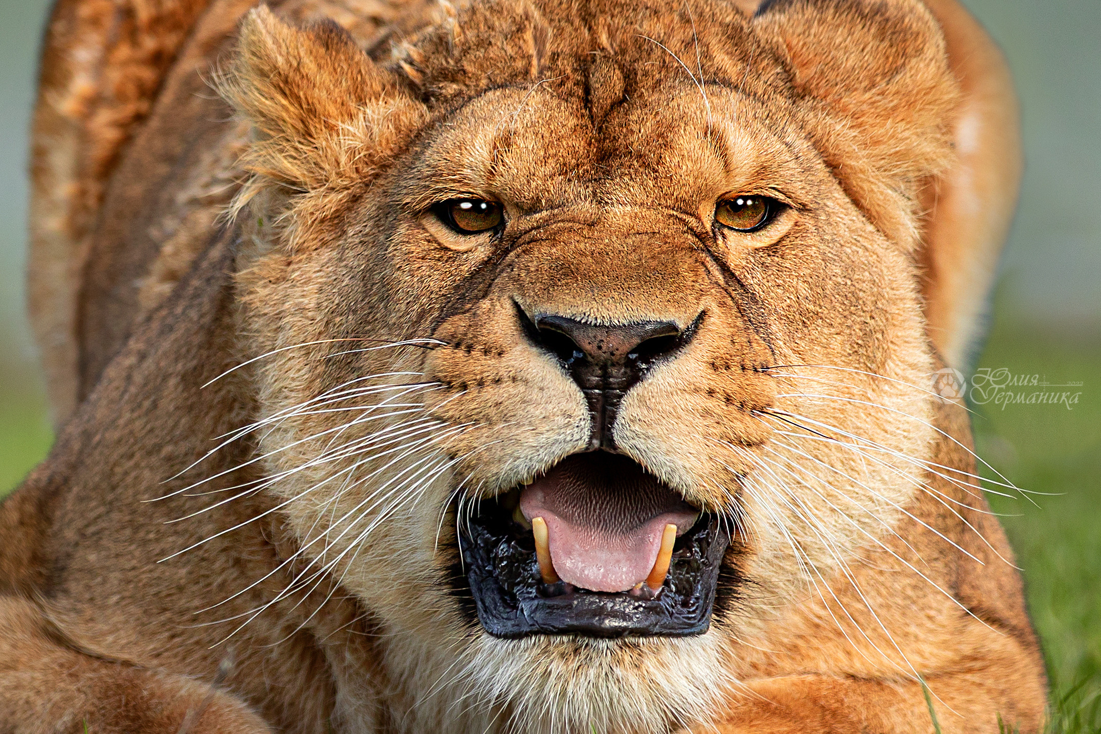 Герда(львица). Фотограф-анималист Юлия Германика