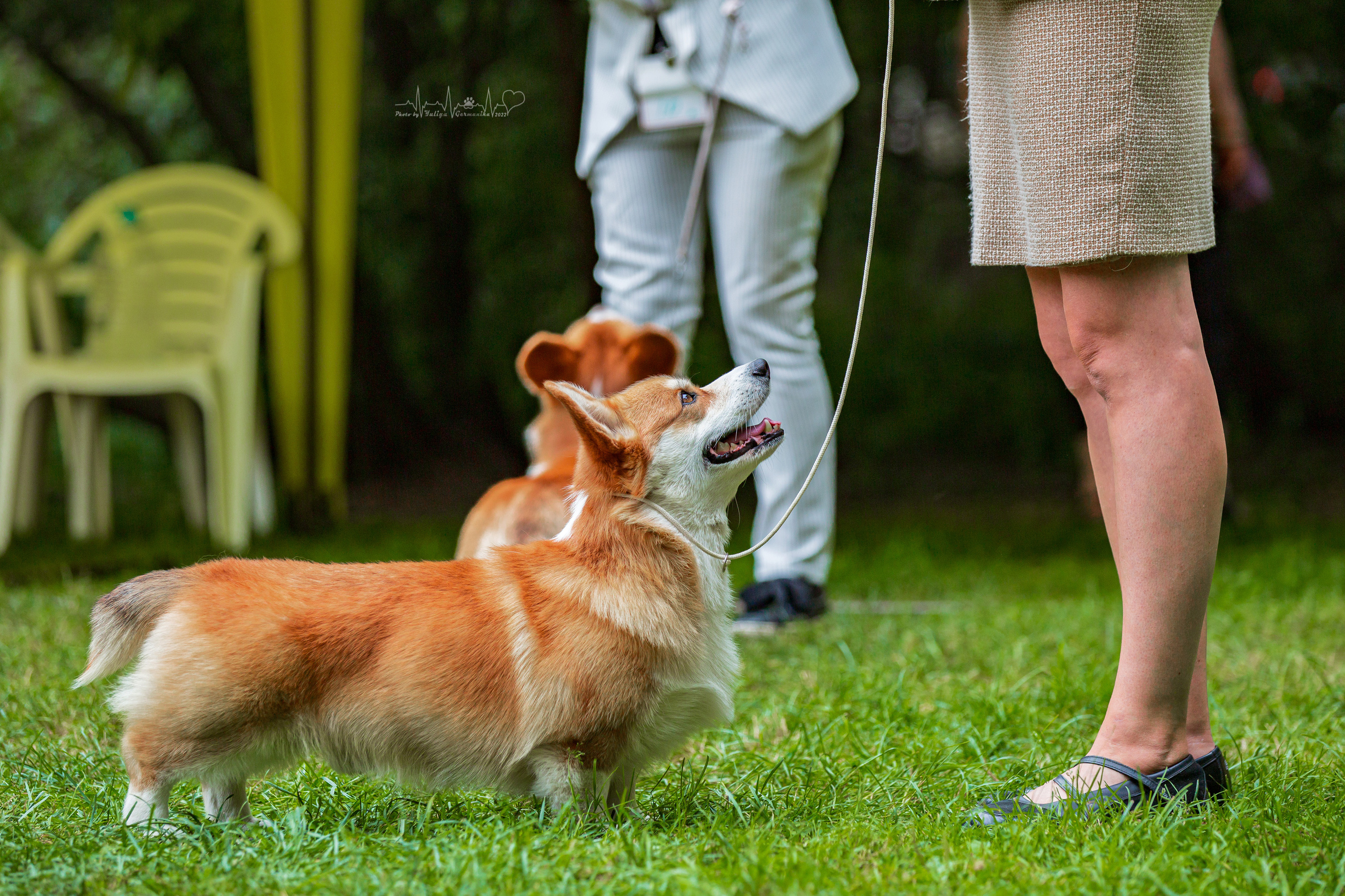 Сокольники 21.08,Сергиев Посад 27-28.08 2022. Фотограф-анималист Юлия Германика