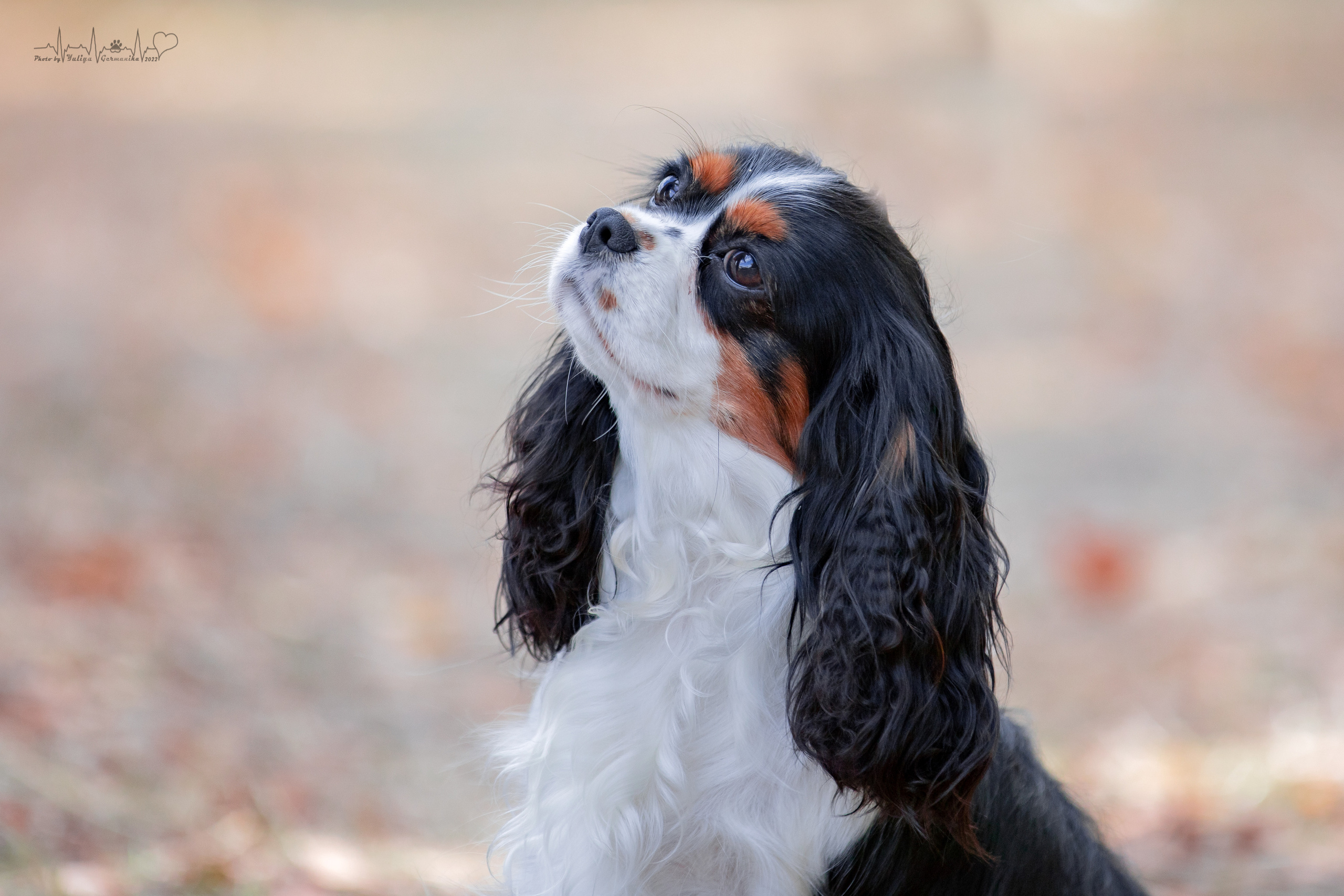 Пушкино ЧРКФ 17.09.2022. Фотограф-анималист Юлия Германика