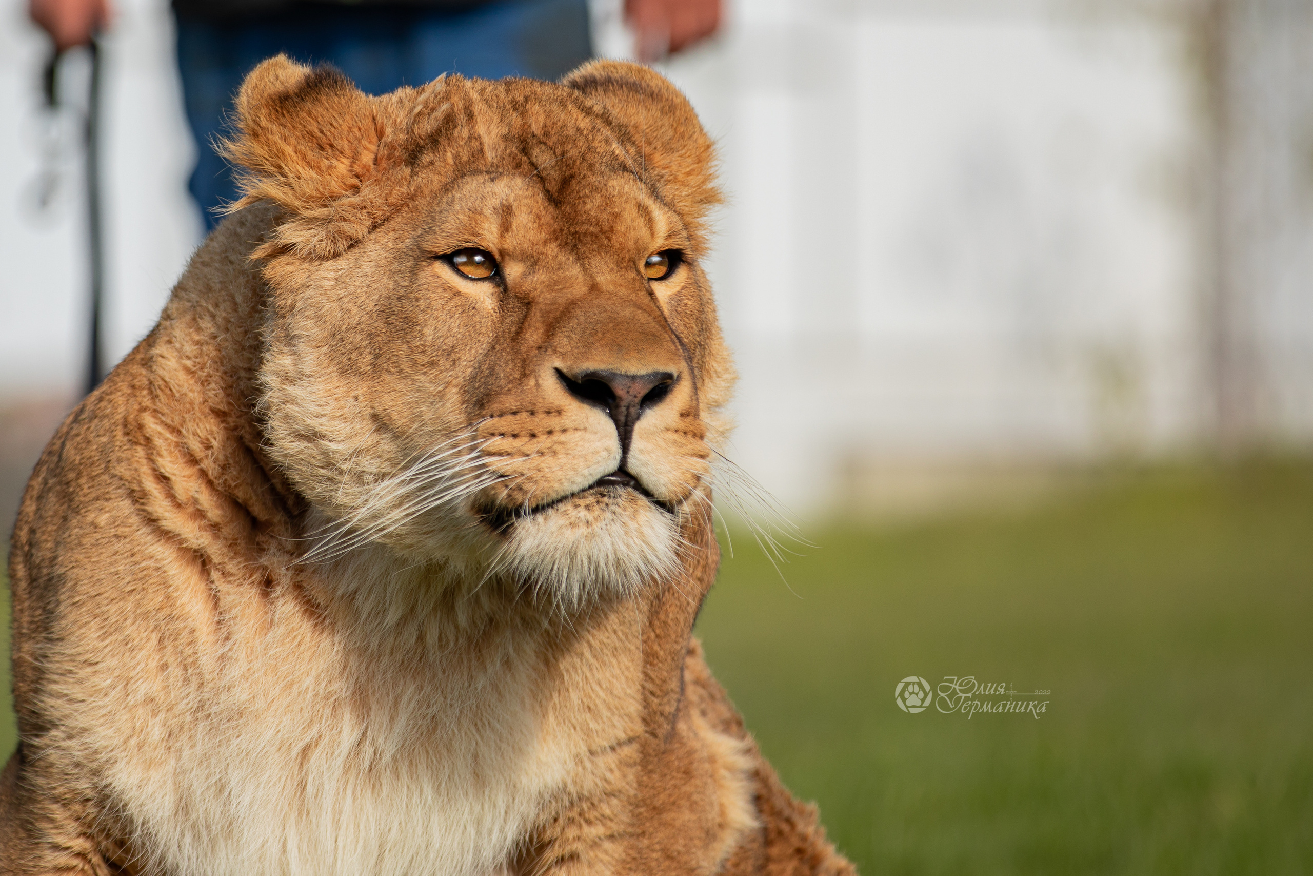 Герда(львица). Фотограф-анималист Юлия Германика