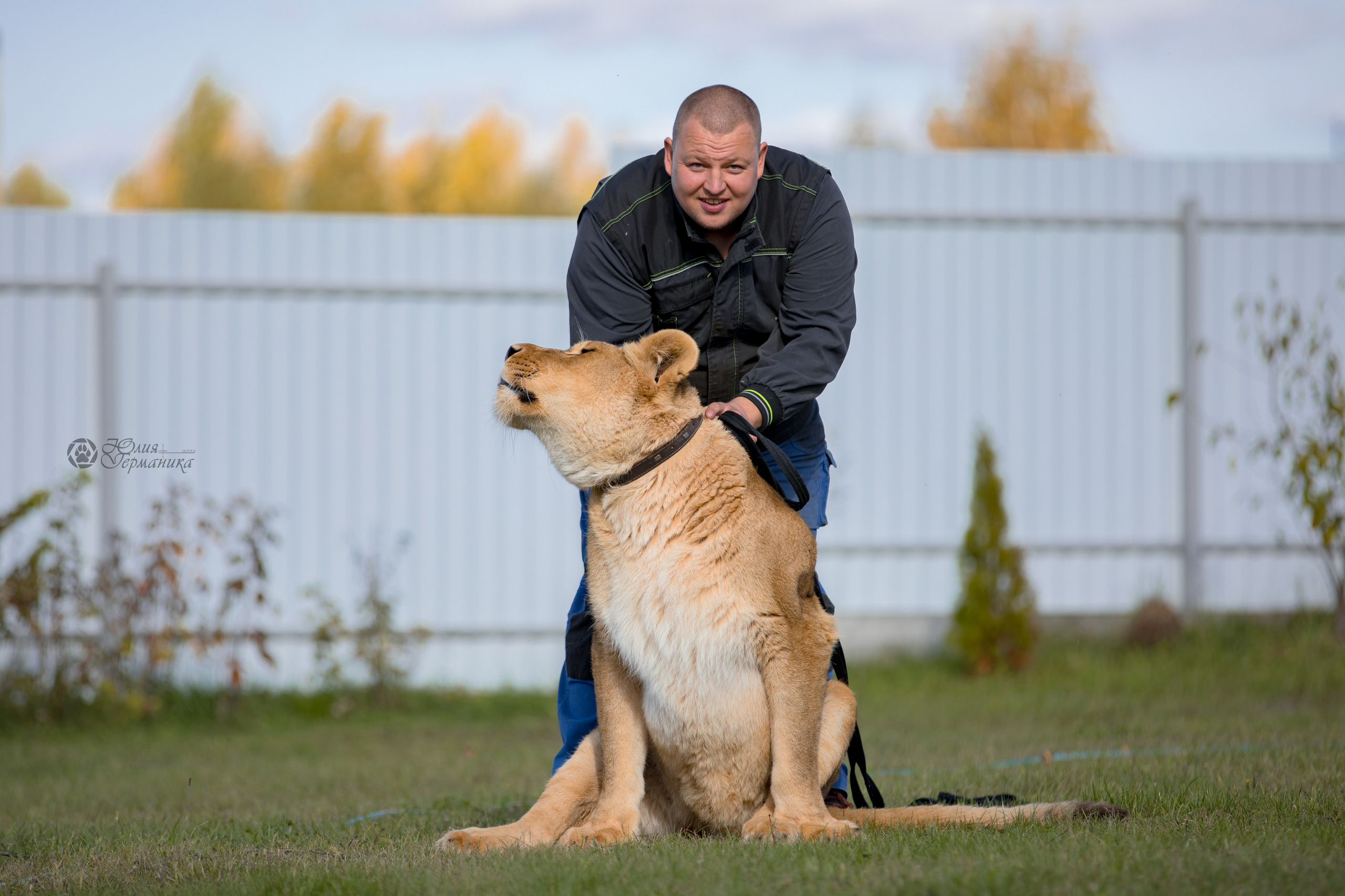 Герда(львица). Фотограф-анималист Юлия Германика