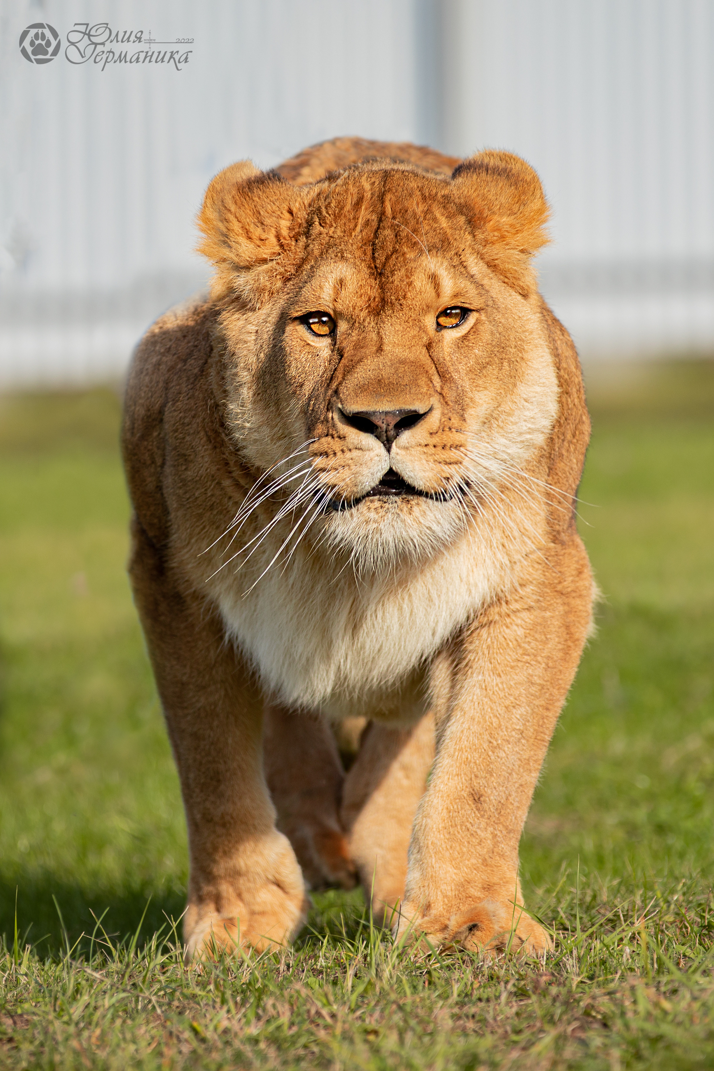 Герда(львица). Фотограф-анималист Юлия Германика