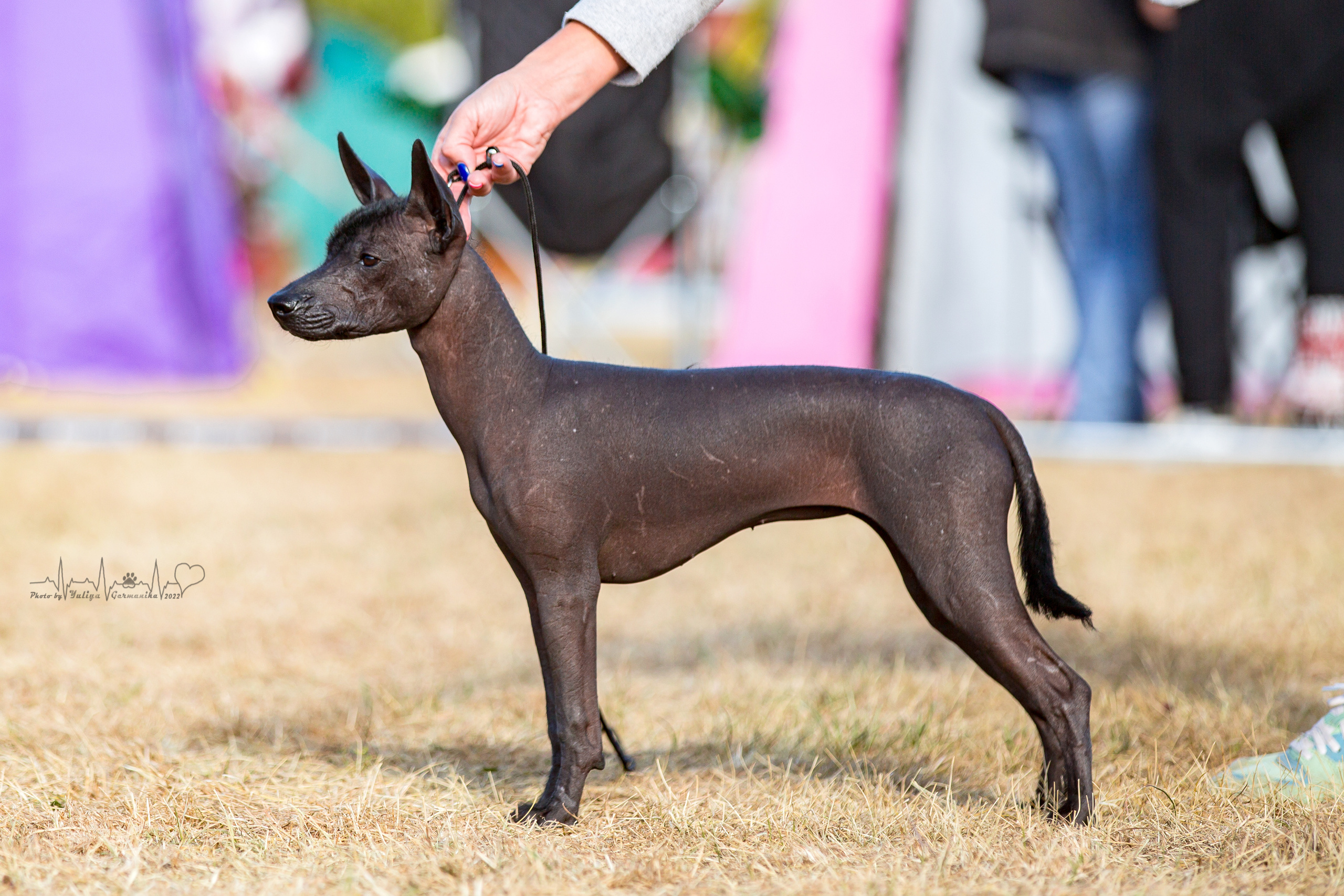 Минск 2хCACIB 3-4.09.2022. Фотограф-анималист Юлия Германика