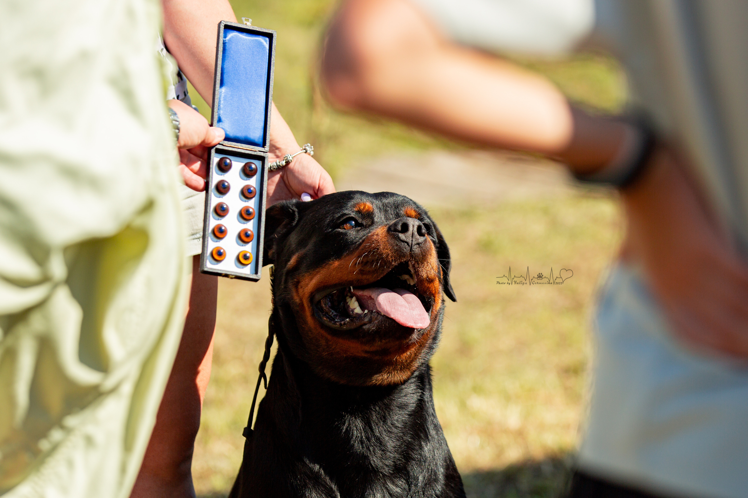 Рязань моно ротвейлеров 13.08.2022. Фотограф-анималист Юлия Германика