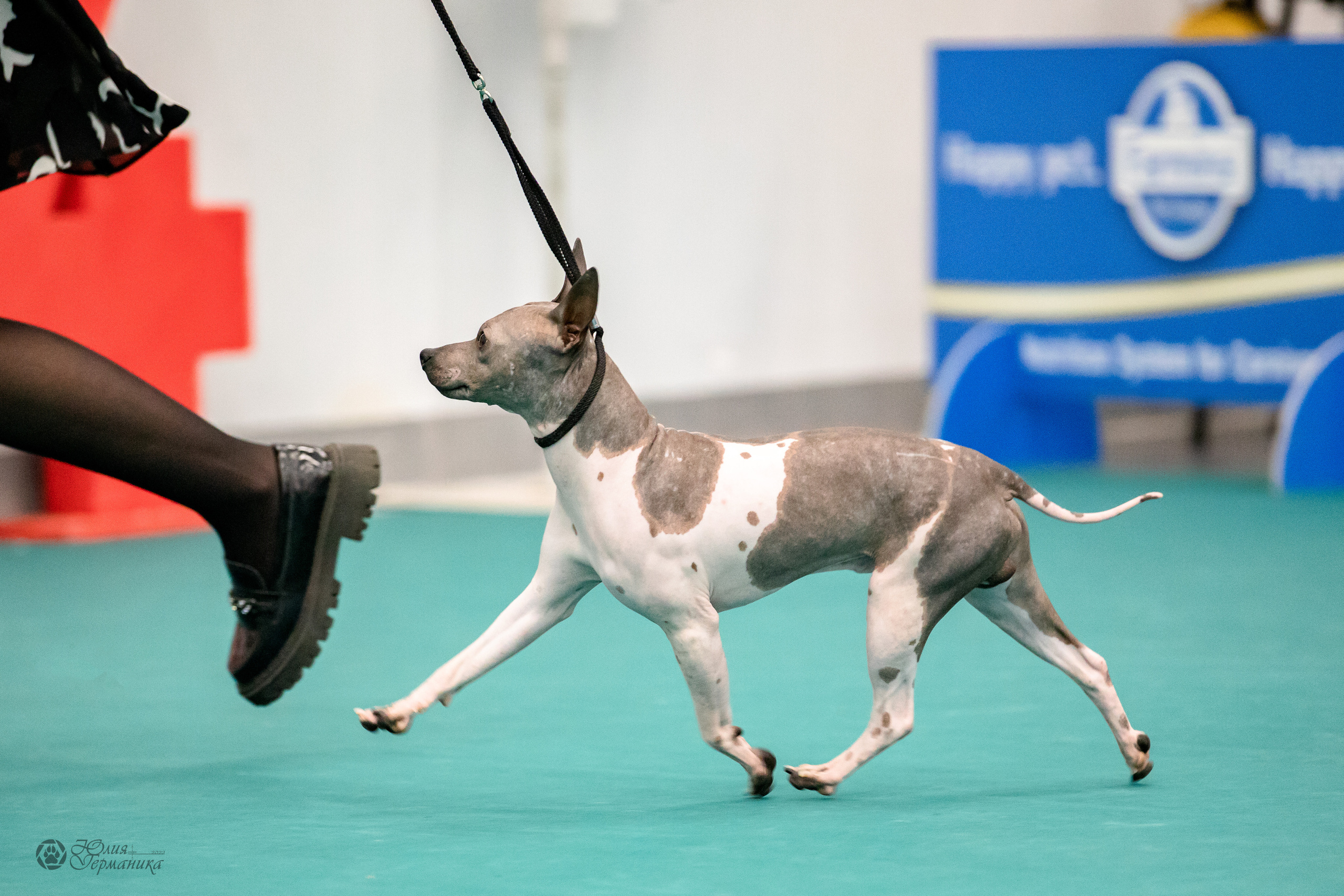 Нижний Новгород 15-16.10.2022. Фотограф-анималист Юлия Германика