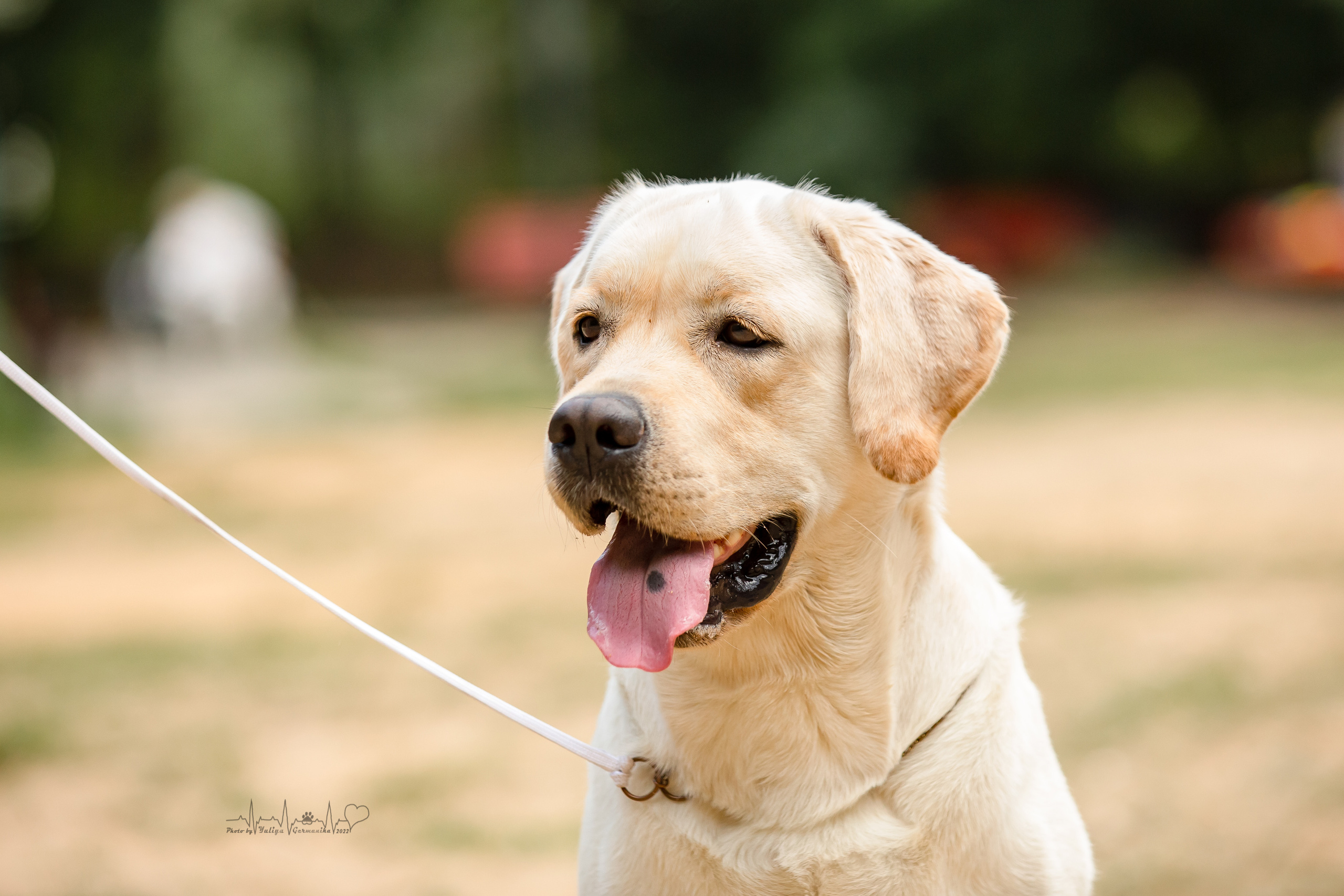 Ховрино фестиваль монопородок 14.08.2022. Фотограф-анималист Юлия Германика