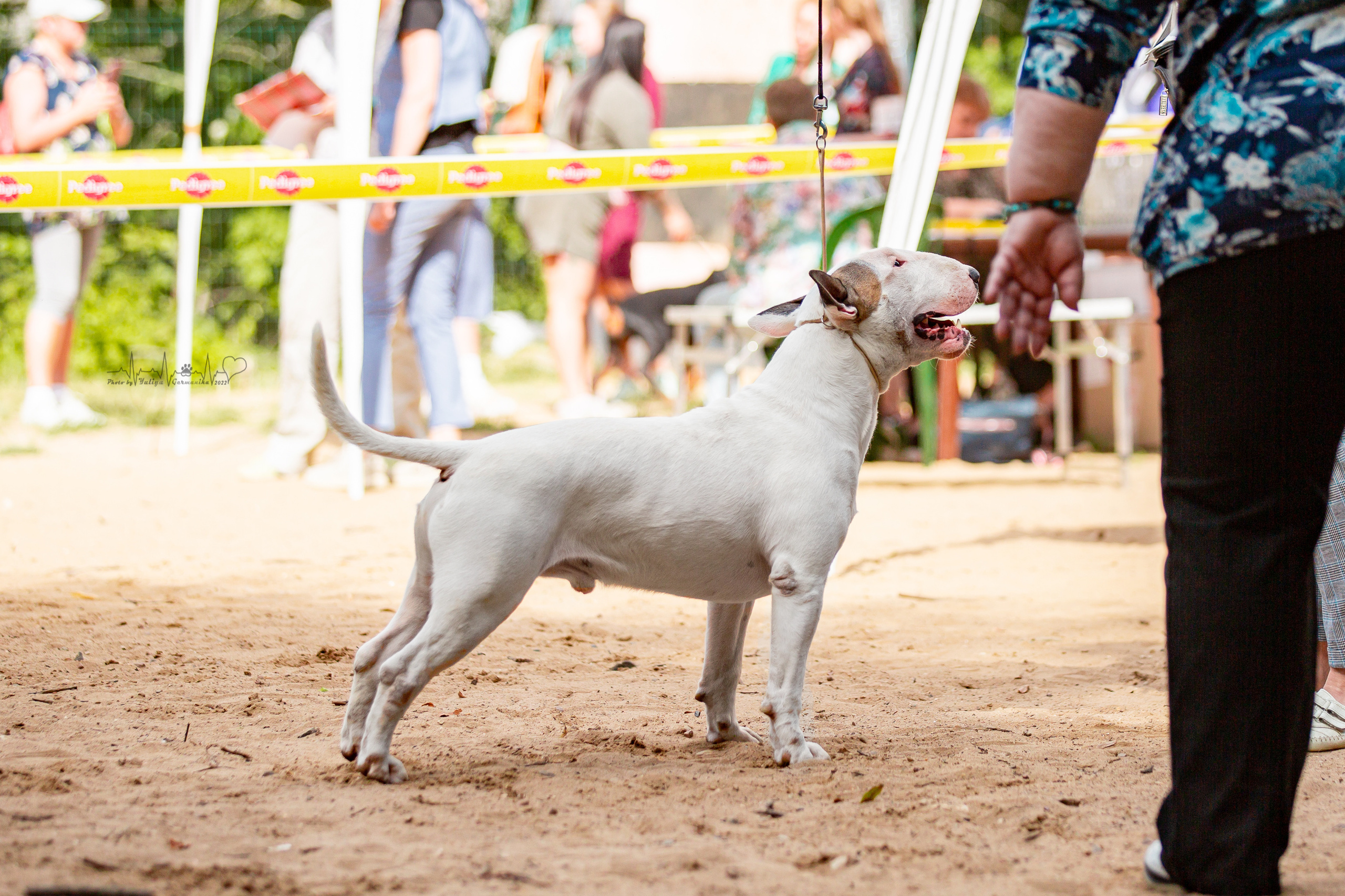 Ховрино 31.07,Чайна-Таун 6.08,Тверь 7.08. Фотограф-анималист Юлия Германика