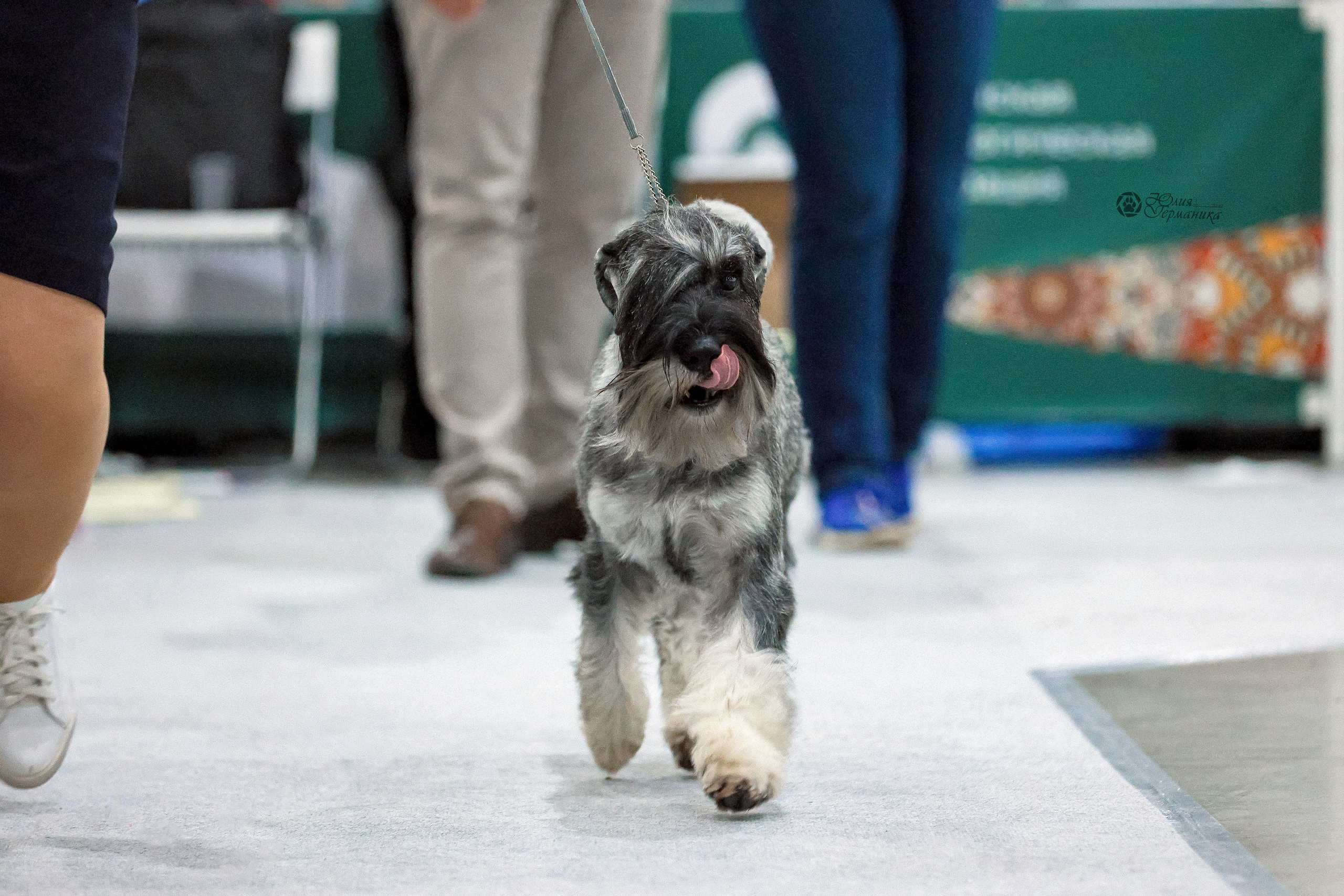 Россия 2020-2022 26-27.11.2022. Фотограф-анималист Юлия Германика