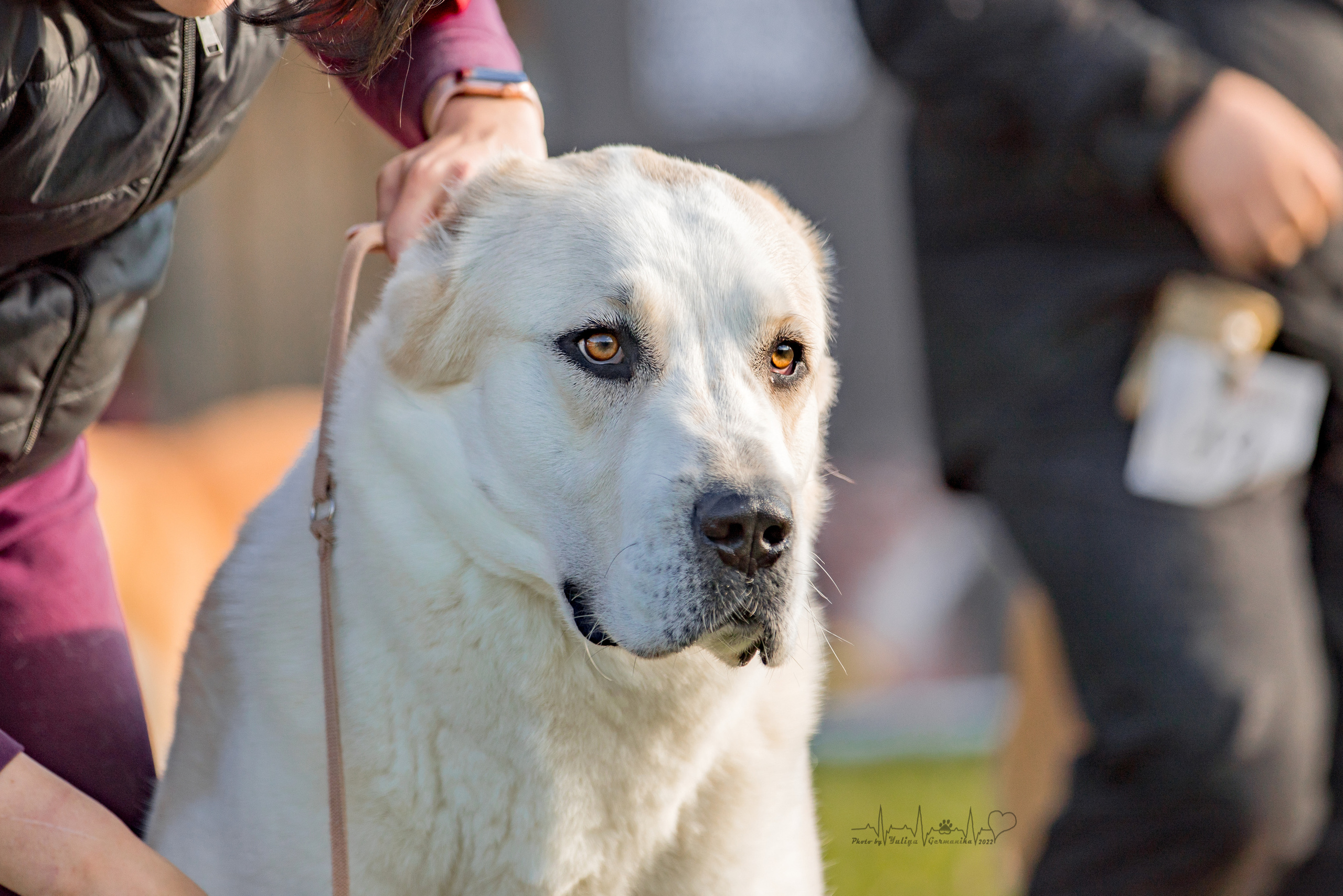 Александрова Слобода моно сао 2.10.2022. Фотограф-анималист Юлия Германика