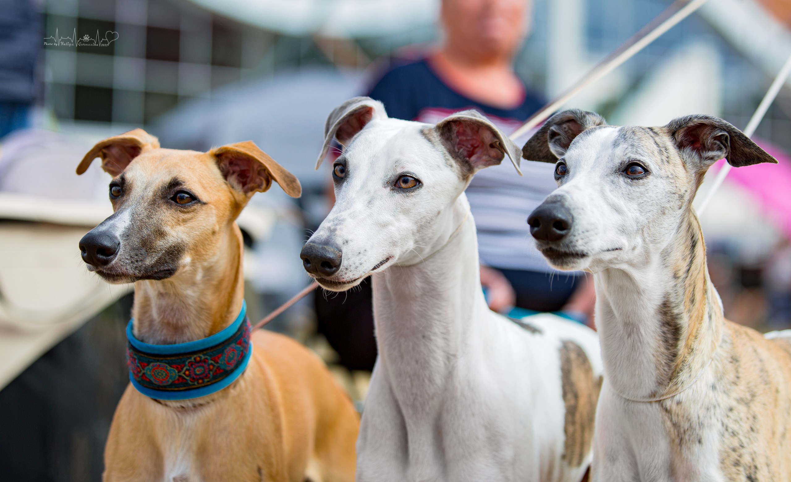 Минск 2хCACIB 3-4.09.2022. Фотограф-анималист Юлия Германика