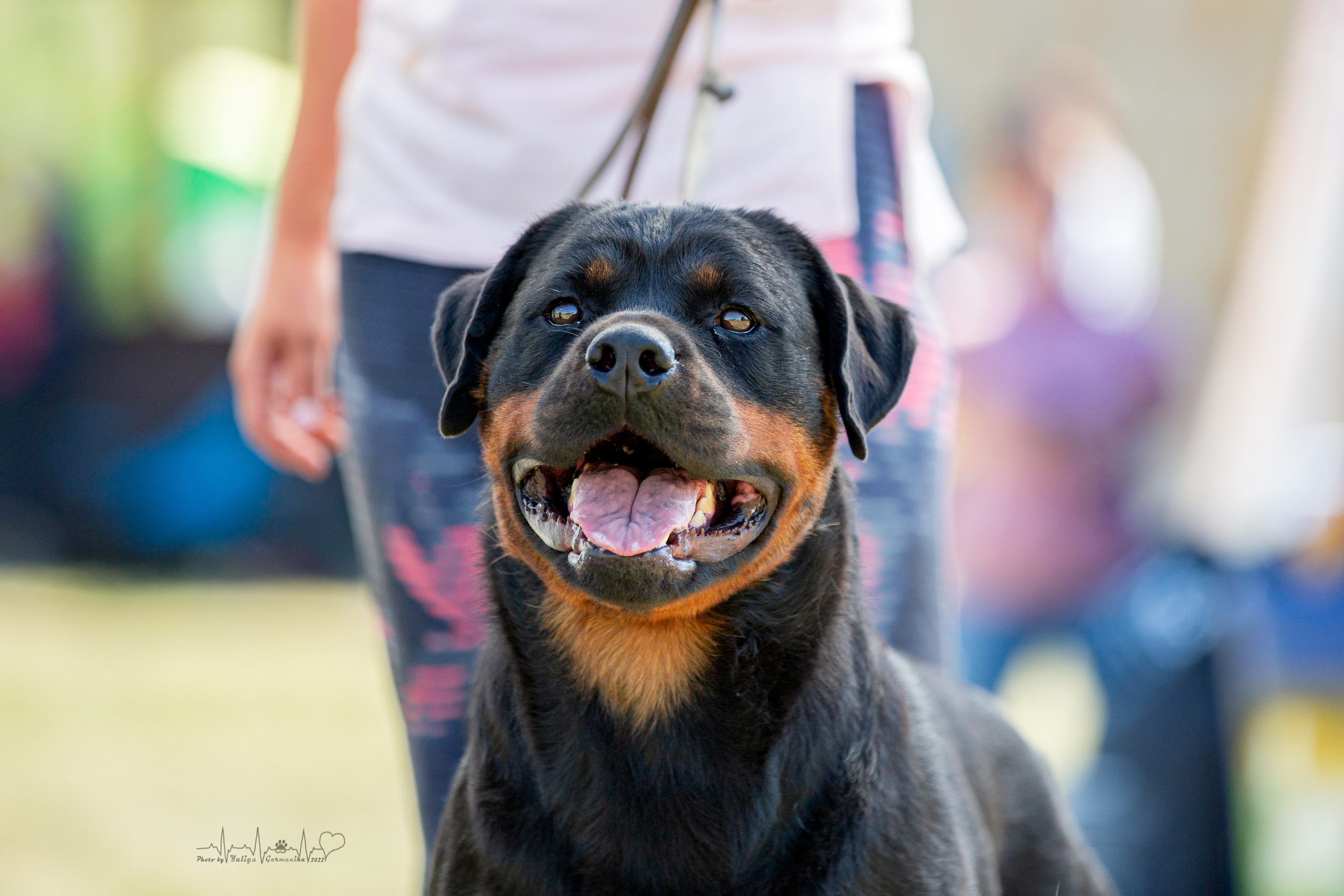 Рязань моно ротвейлеров 13.08.2022. Фотограф-анималист Юлия Германика
