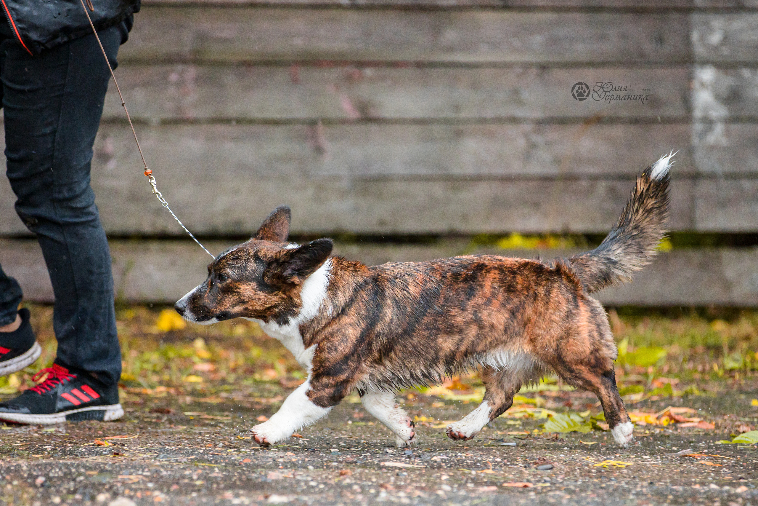 Александров 24.09.2022. Фотограф-анималист Юлия Германика