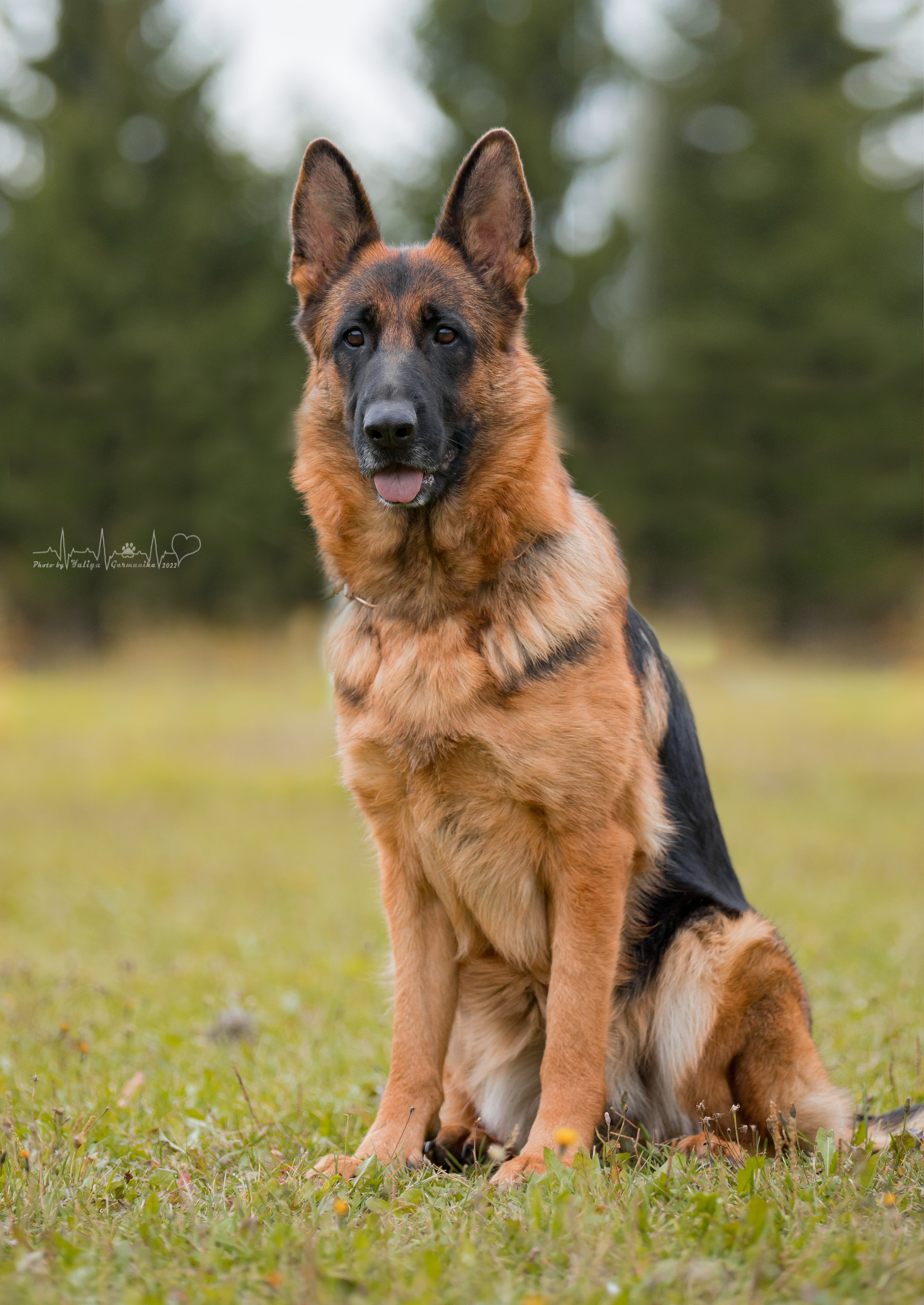 Тверь ЧРКФ 18.09.2022. Фотограф-анималист Юлия Германика