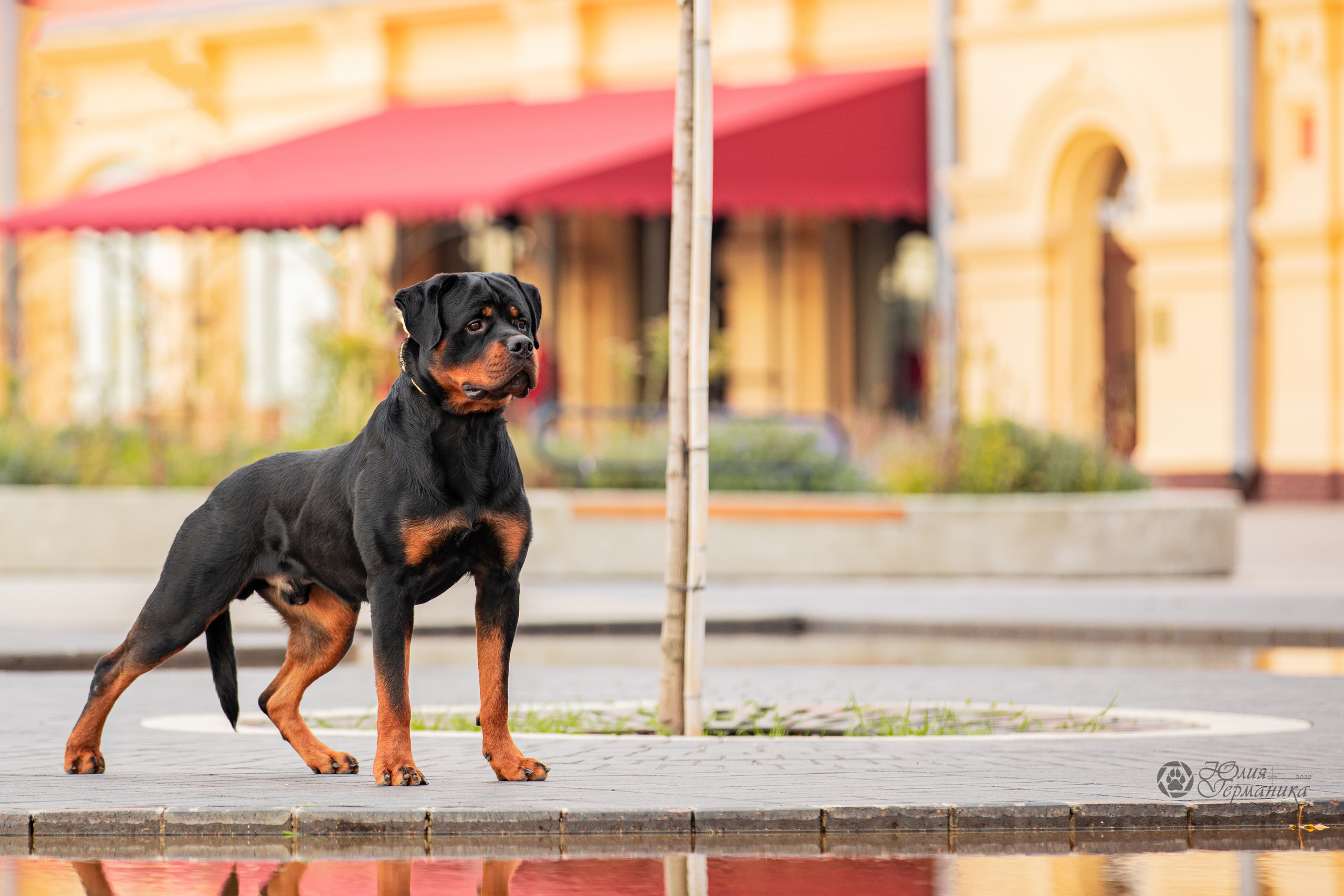Нижний Новгород 15-16.10.2022. Фотограф-анималист Юлия Германика