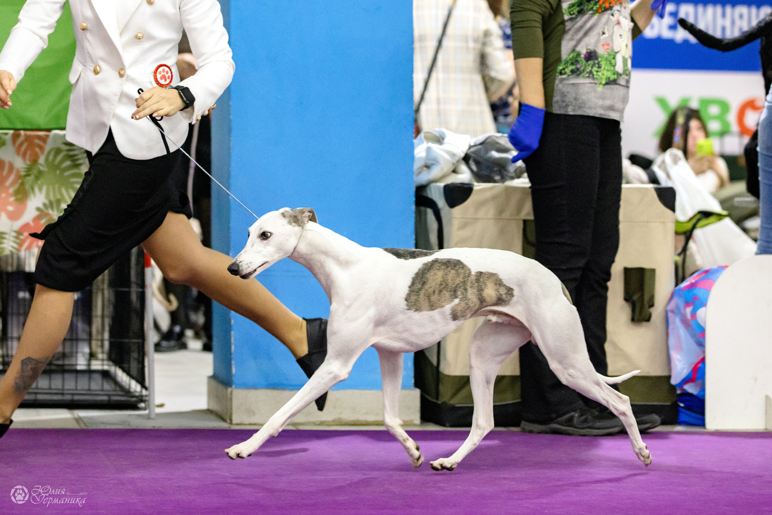 Чайна-Таун 3 и 12.11.2022. Фотограф-анималист Юлия Германика