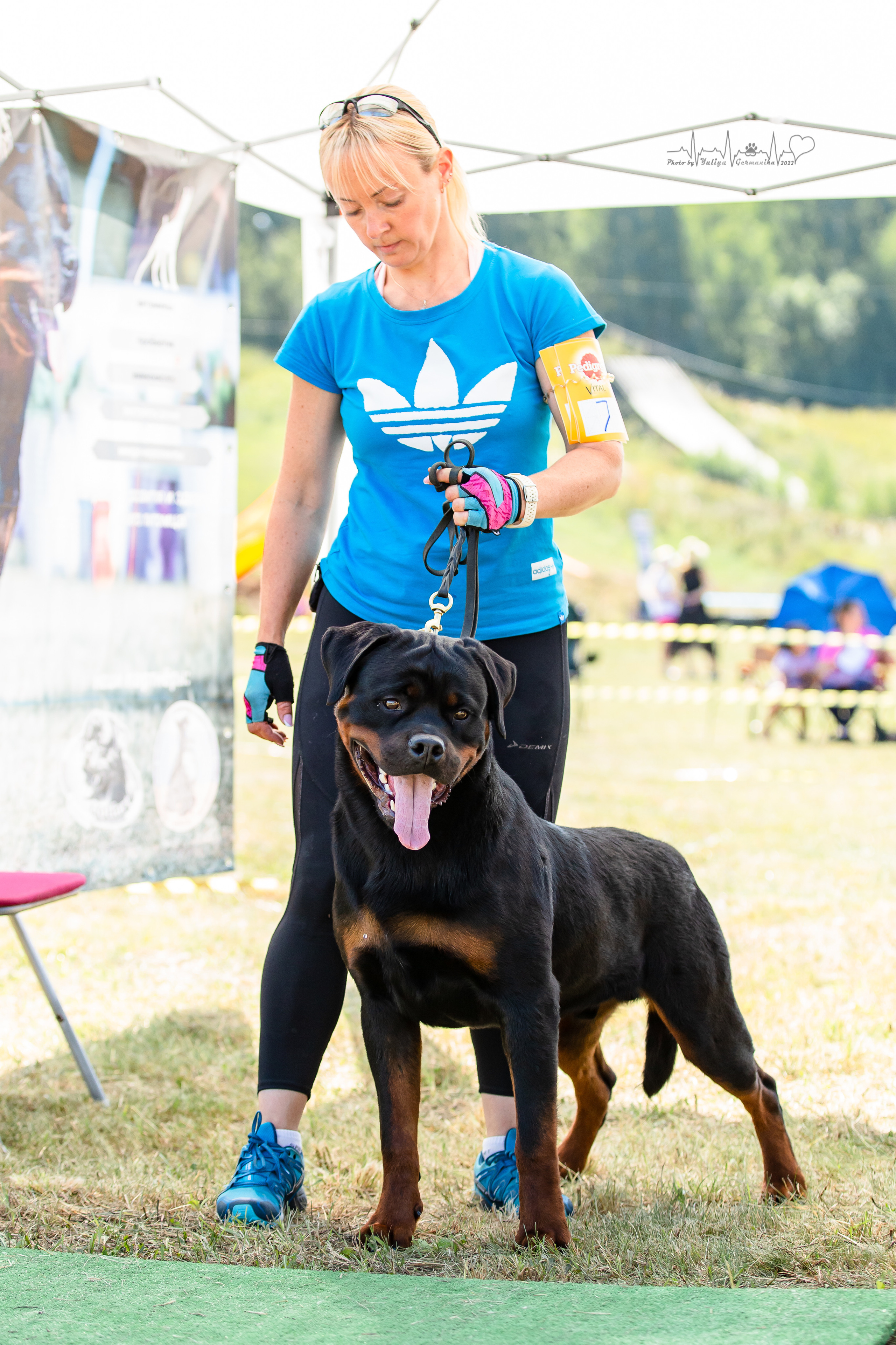 Рязань моно ротвейлеров 13.08.2022. Фотограф-анималист Юлия Германика