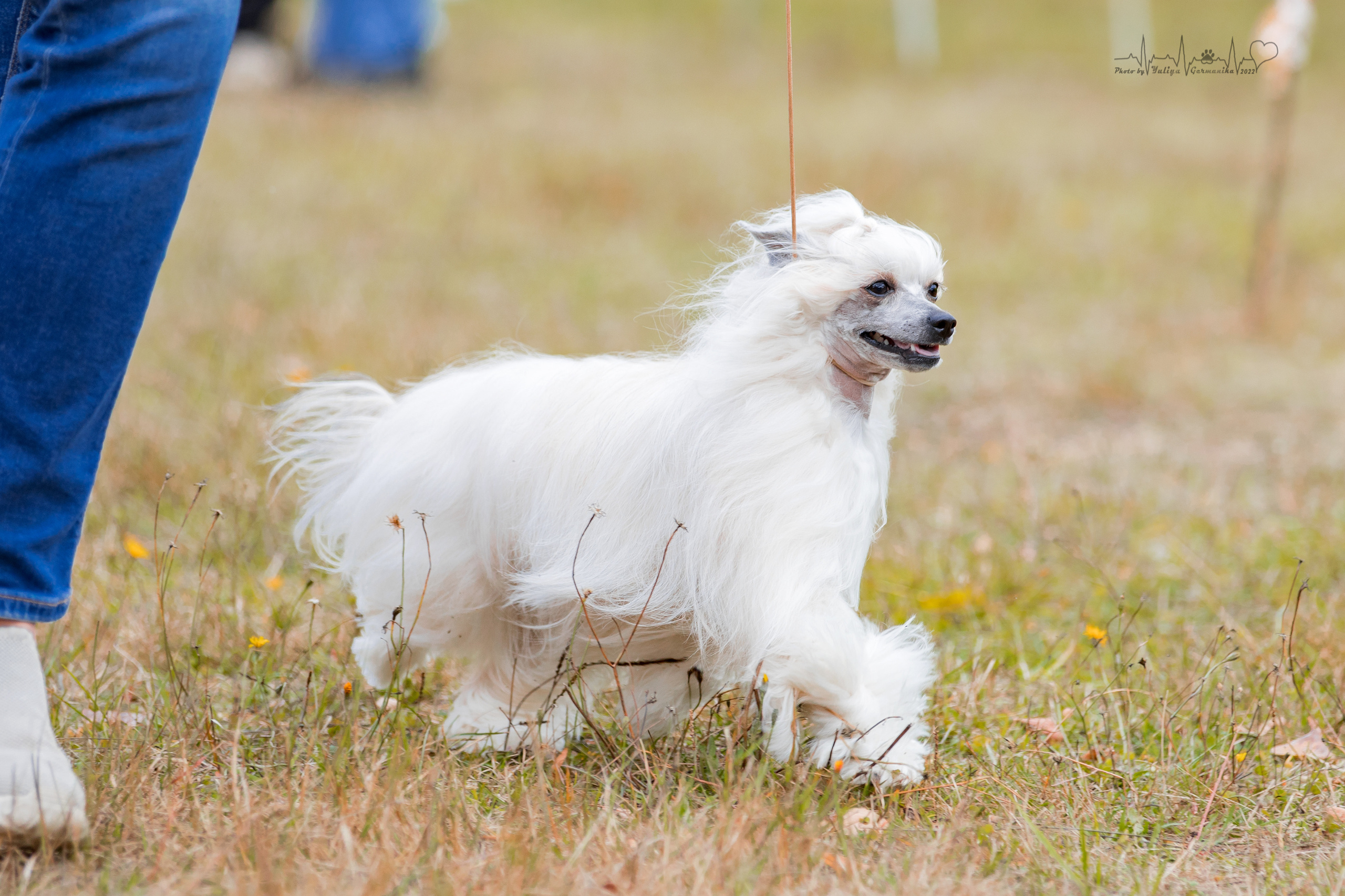 Пушкино ЧРКФ 17.09.2022. Фотограф-анималист Юлия Германика