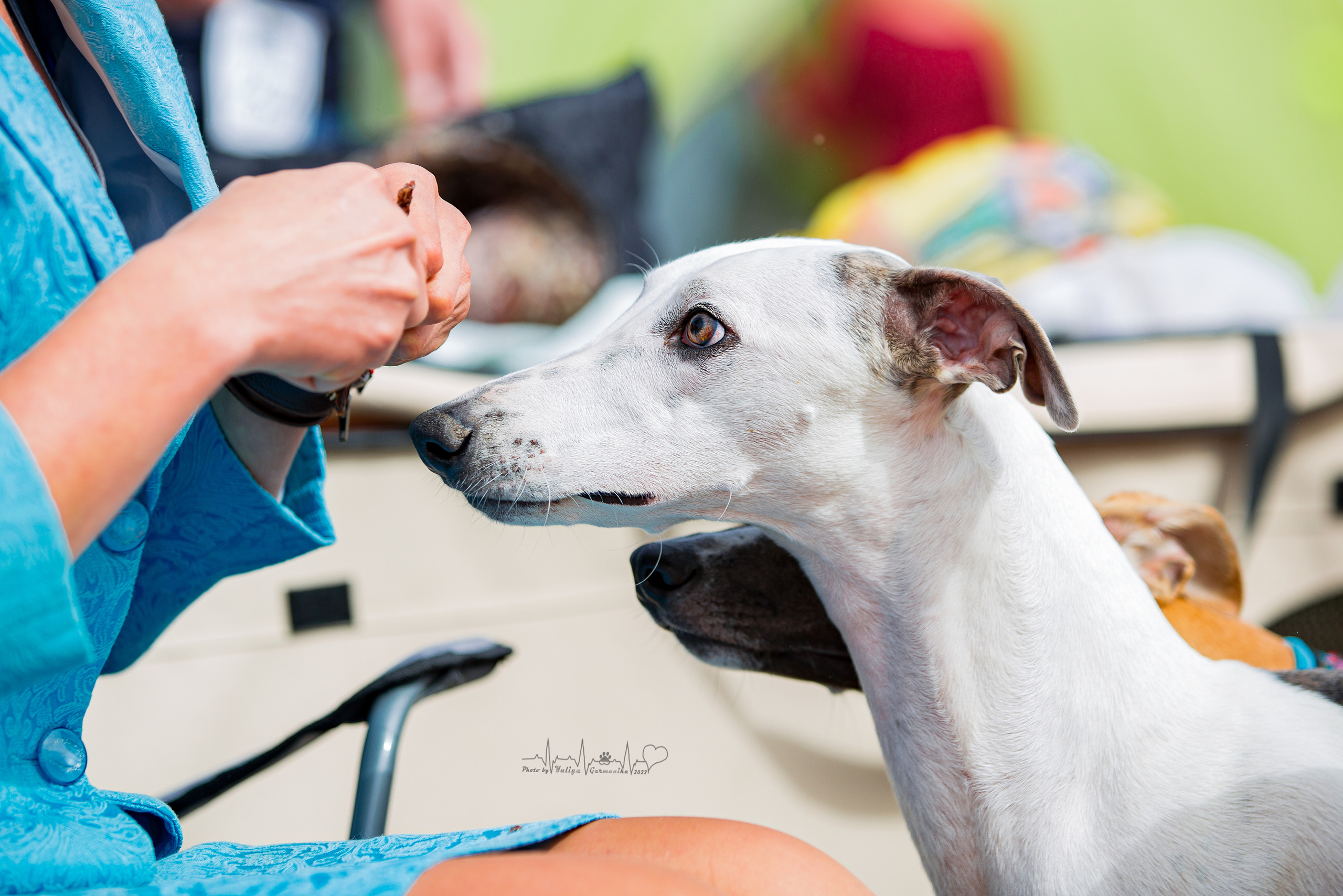 Минск 2хCACIB 3-4.09.2022. Фотограф-анималист Юлия Германика