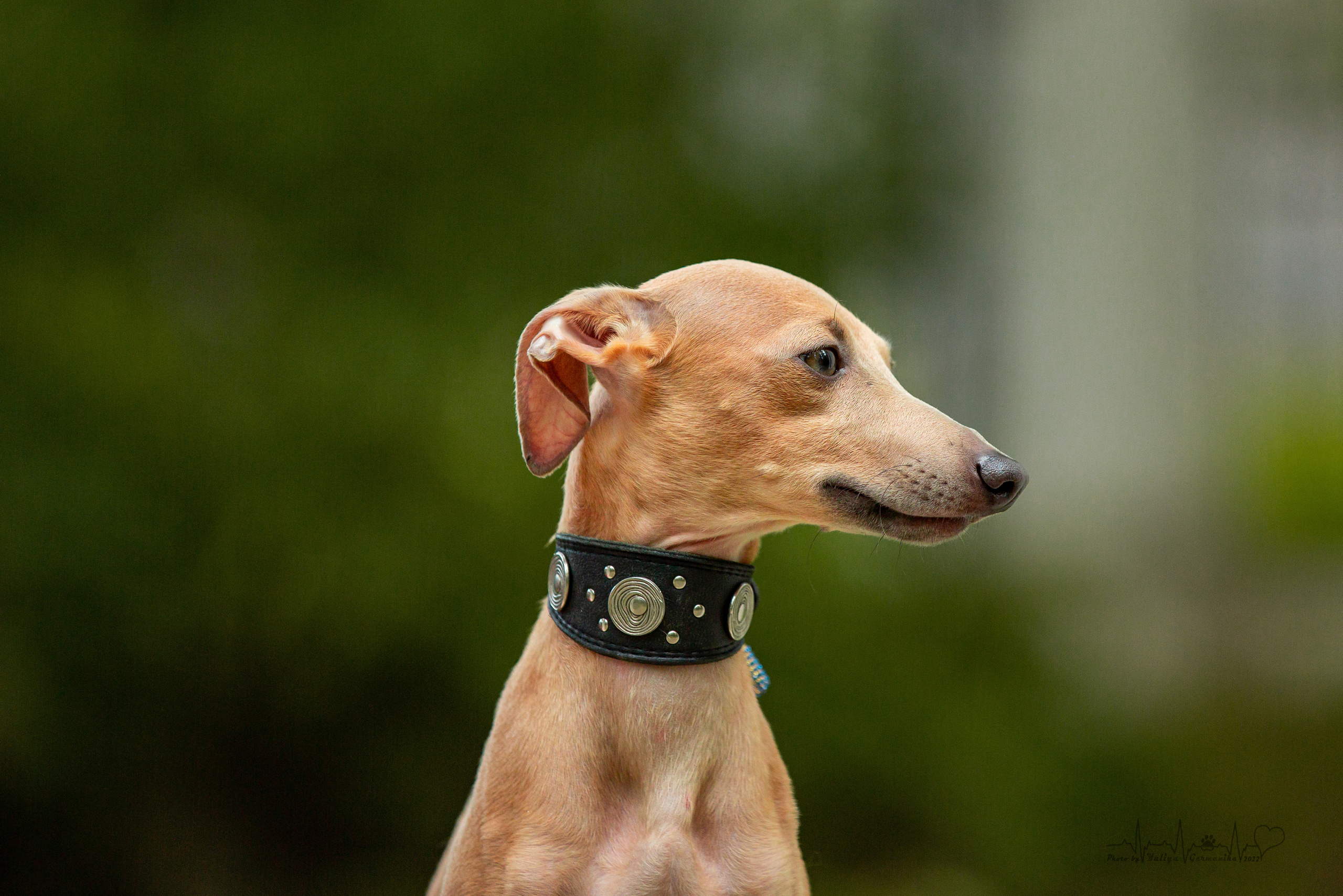 Ховрино фестиваль монопородок 14.08.2022