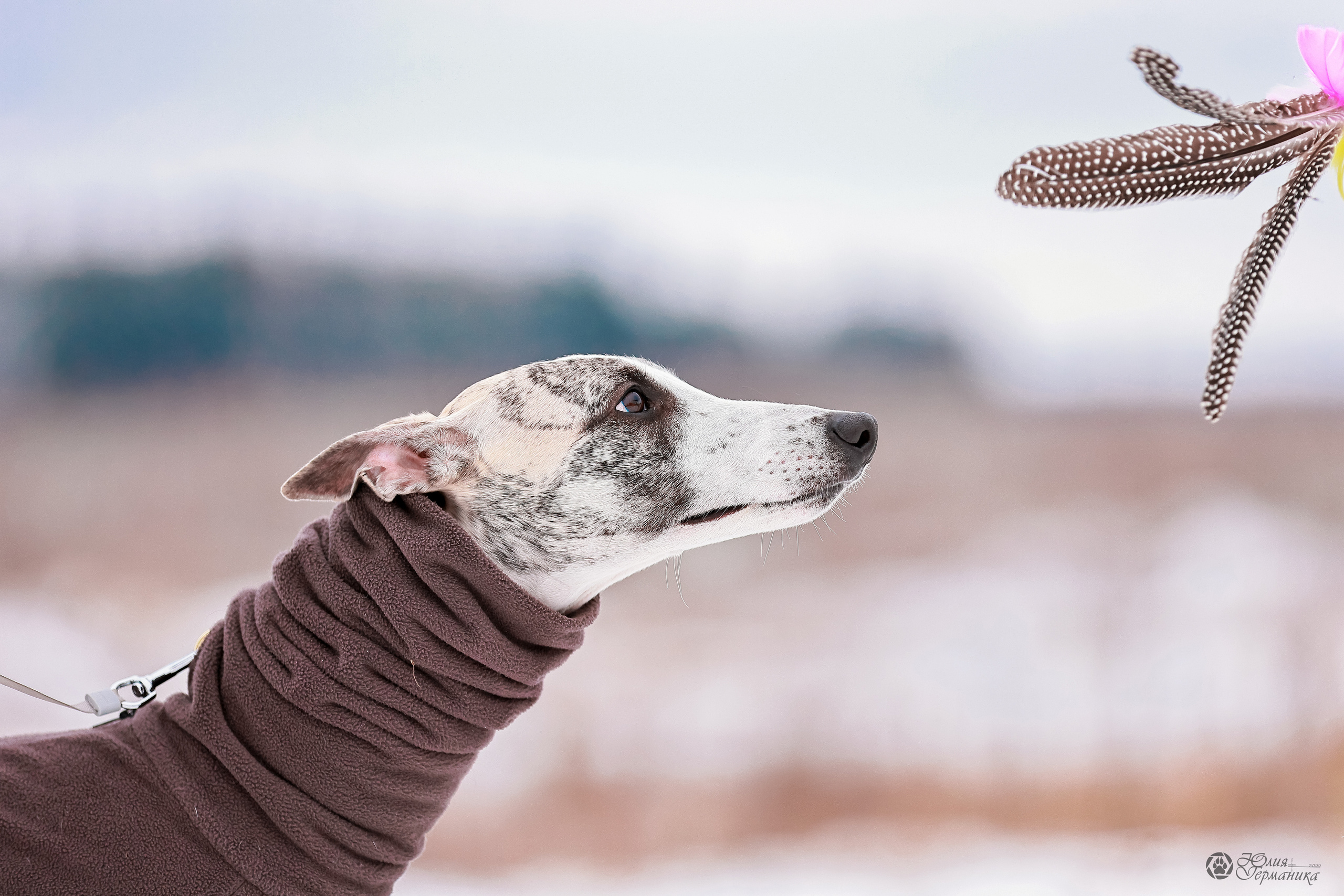 Минск 19-20.11.2022. Фотограф-анималист Юлия Германика