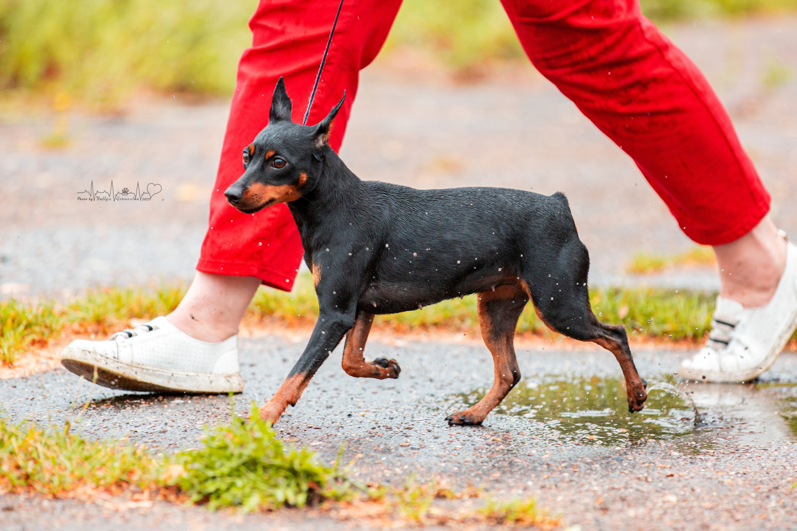 Ховрино 31.07,Чайна-Таун 6.08,Тверь 7.08. Фотограф-анималист Юлия Германика