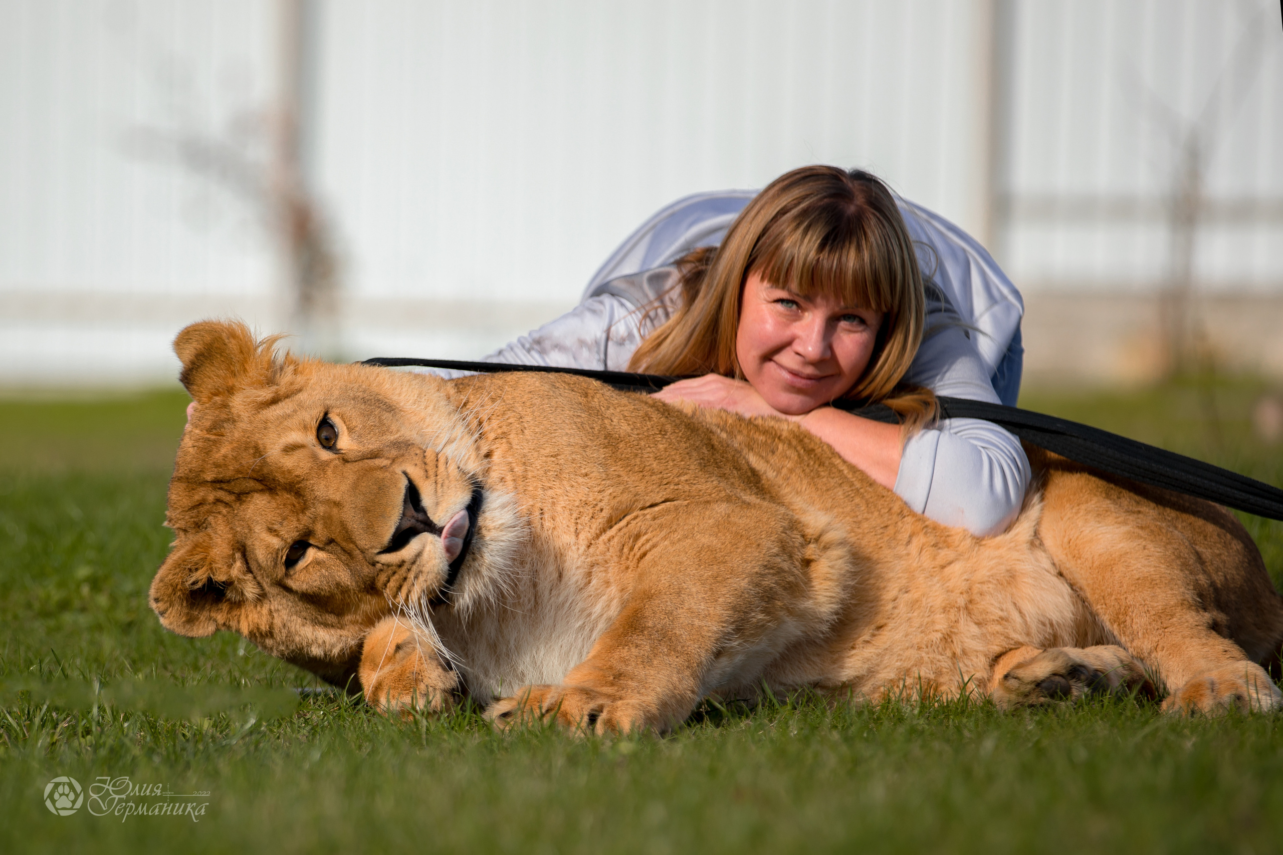 Герда(львица). Фотограф-анималист Юлия Германика