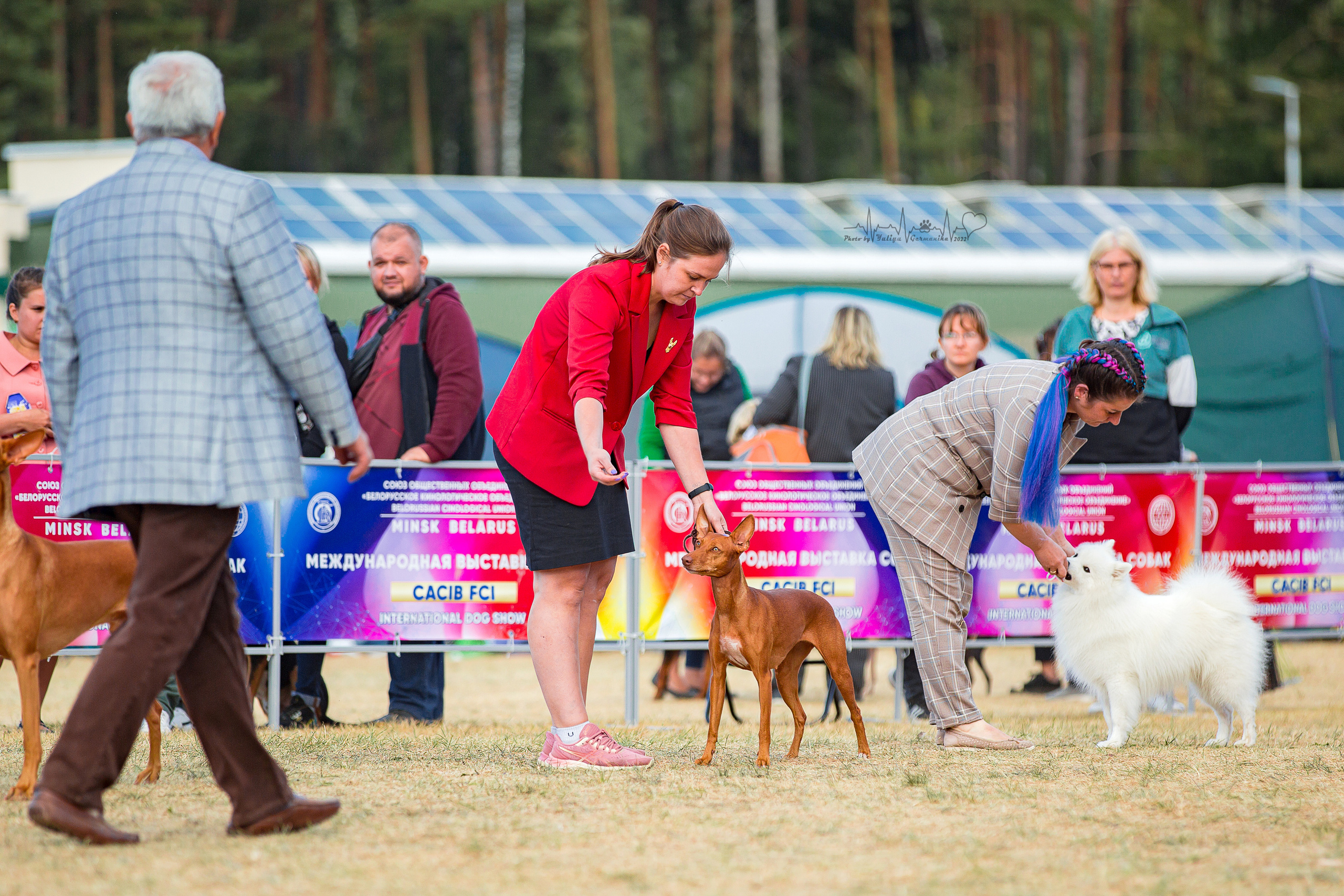 Минск 2хCACIB 3-4.09.2022. Фотограф-анималист Юлия Германика