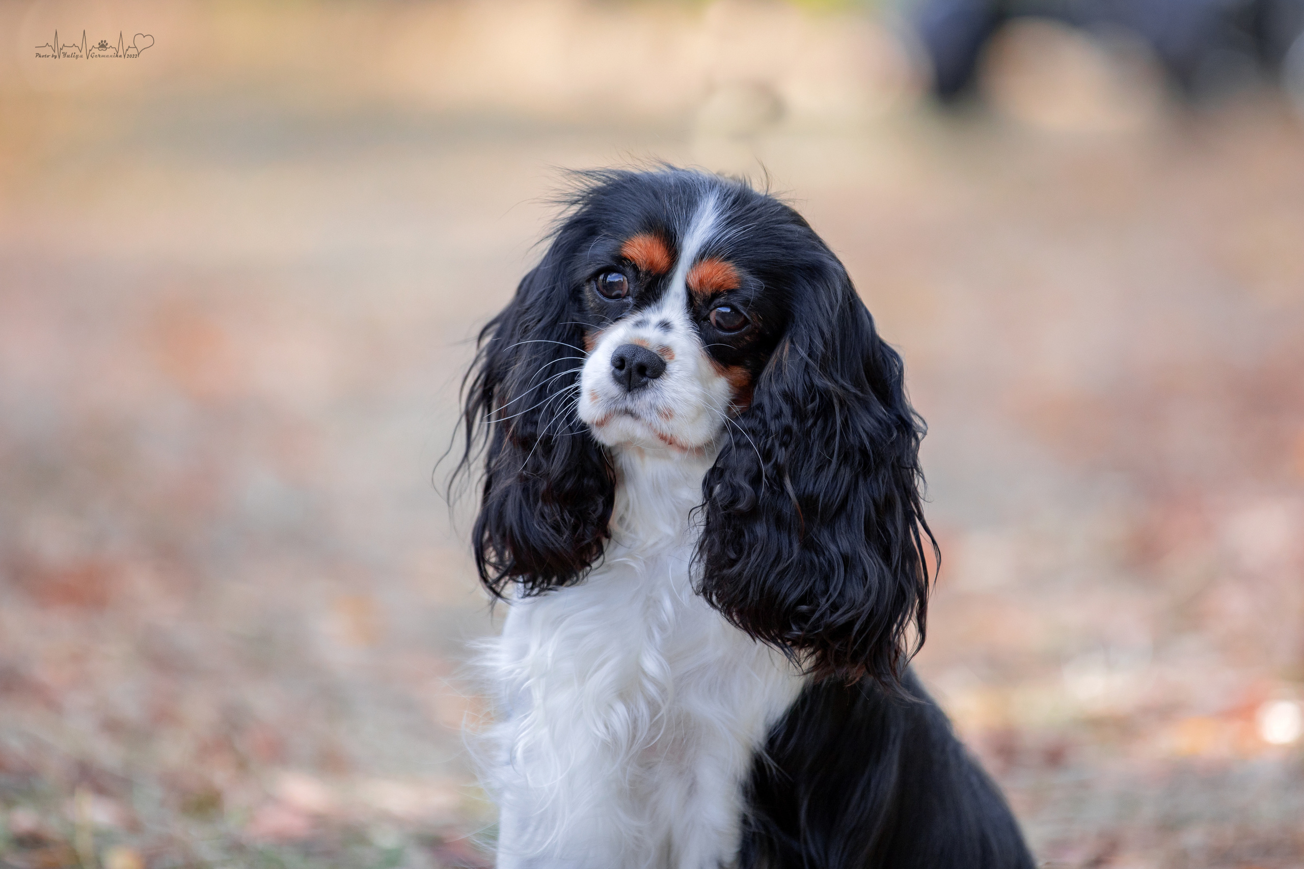 Пушкино ЧРКФ 17.09.2022. Фотограф-анималист Юлия Германика