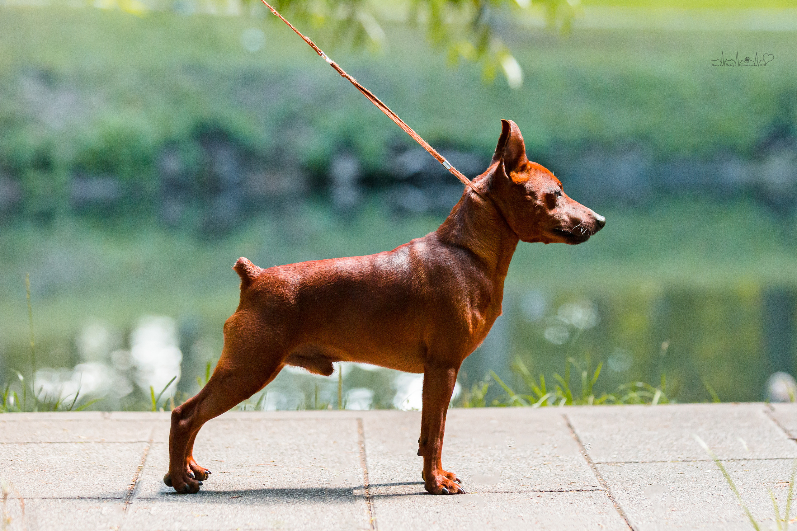 Ховрино 31.07,Чайна-Таун 6.08,Тверь 7.08. Фотограф-анималист Юлия Германика
