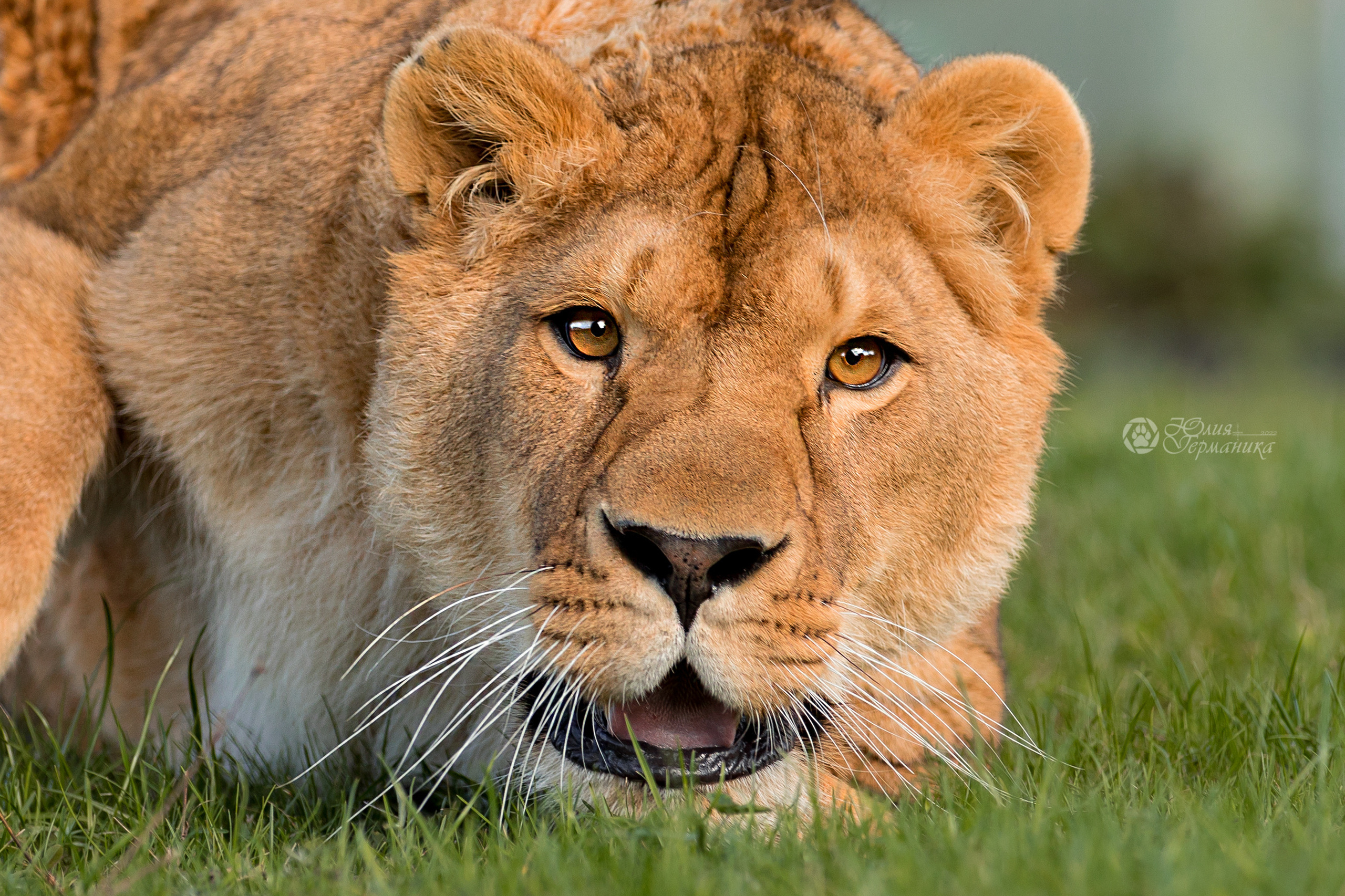 Герда(львица). Фотограф-анималист Юлия Германика