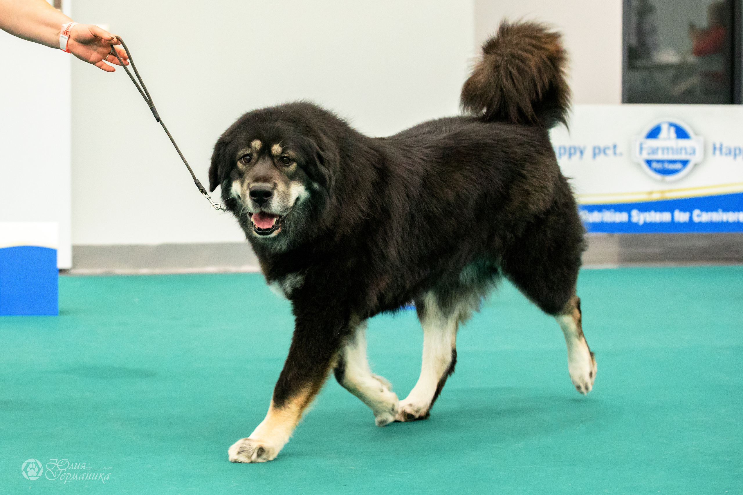 Нижний Новгород 15-16.10.2022. Фотограф-анималист Юлия Германика
