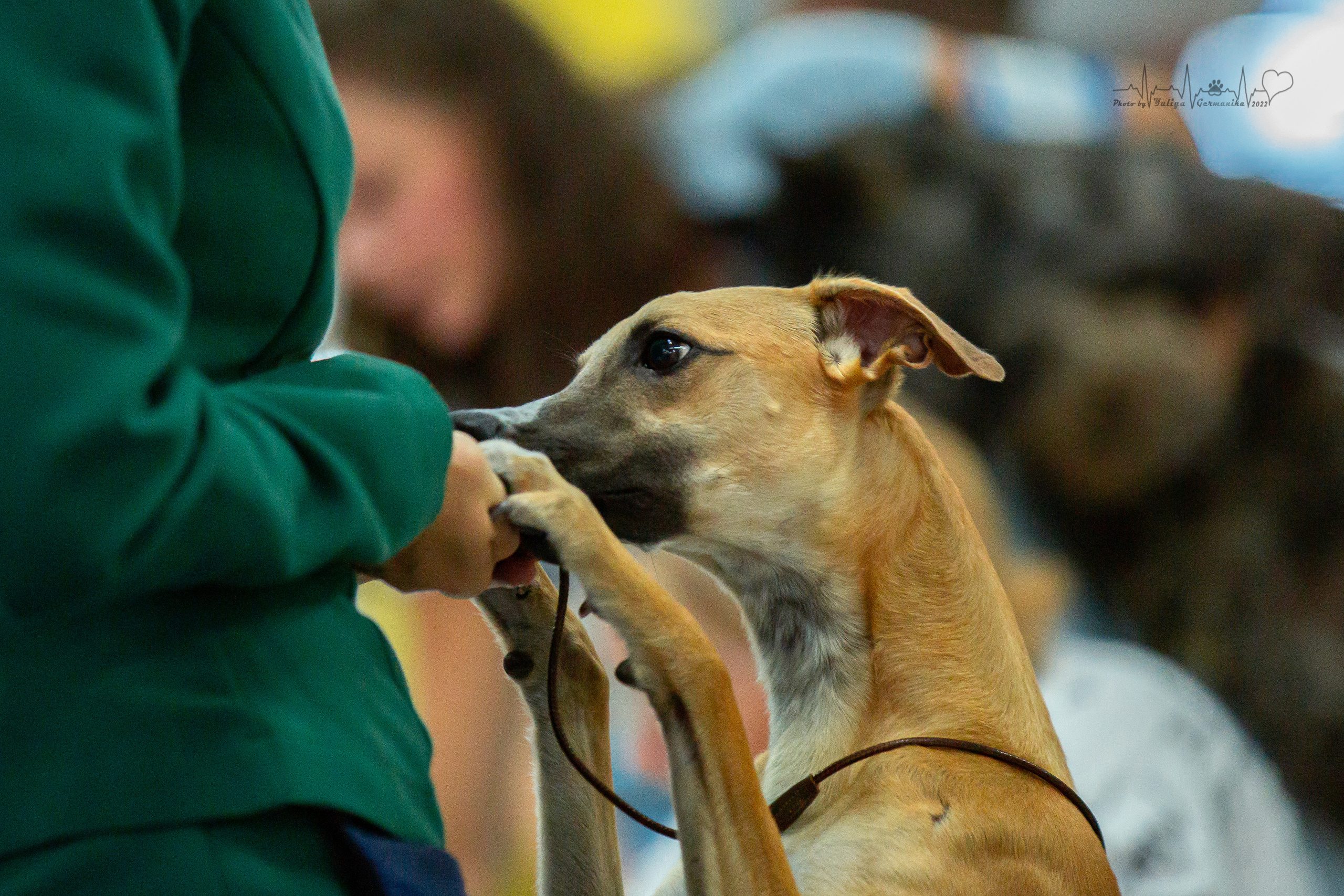 Ховрино 31.07,Чайна-Таун 6.08,Тверь 7.08. Фотограф-анималист Юлия Германика