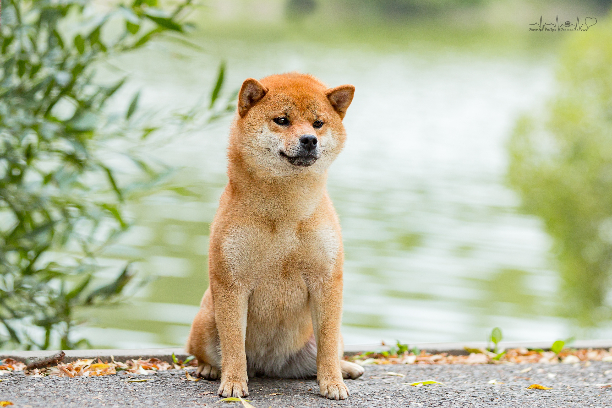 Сокольники 21.08,Сергиев Посад 27-28.08 2022. Фотограф-анималист Юлия Германика