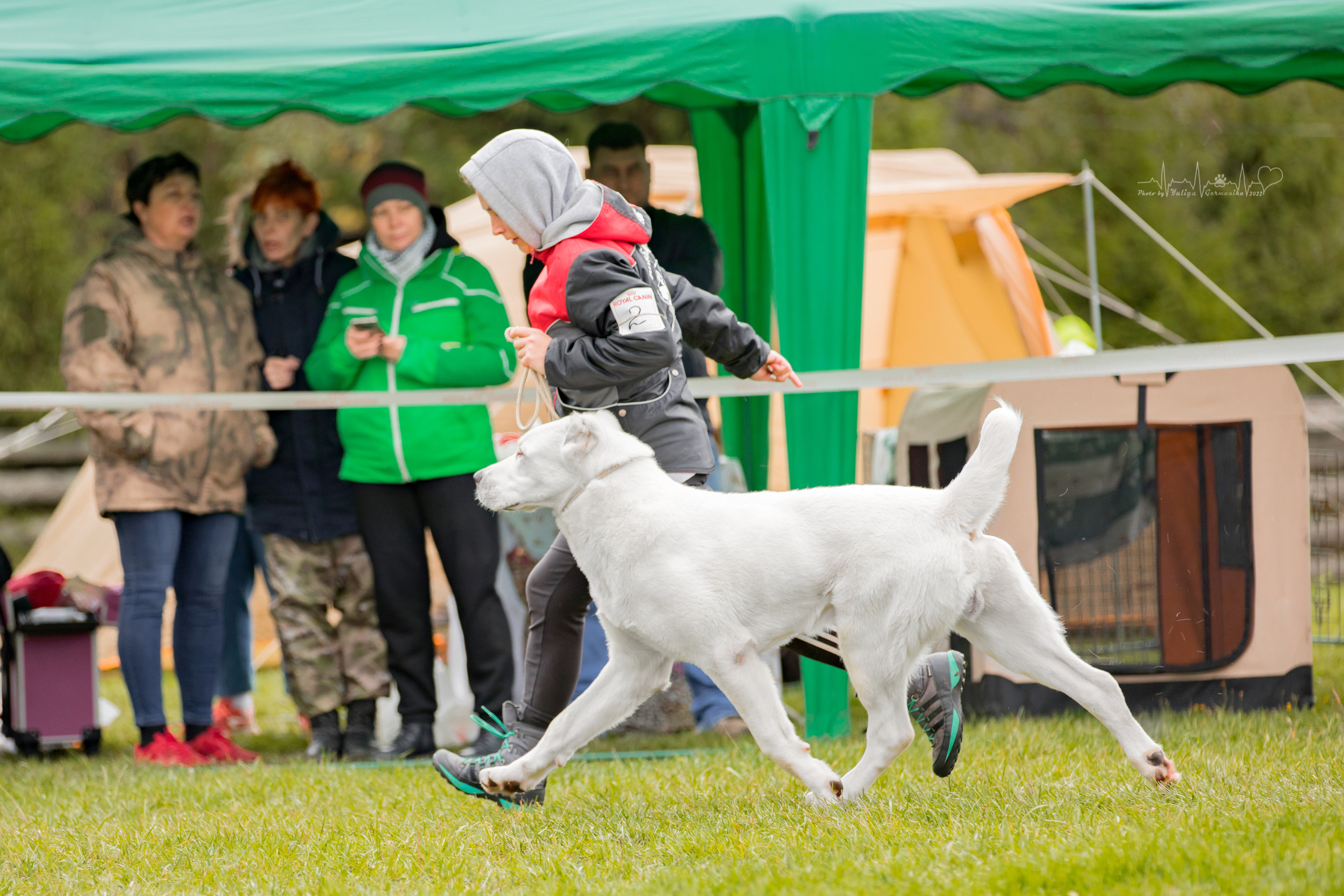 Александрова Слобода моно сао 2.10.2022. Фотограф-анималист Юлия Германика