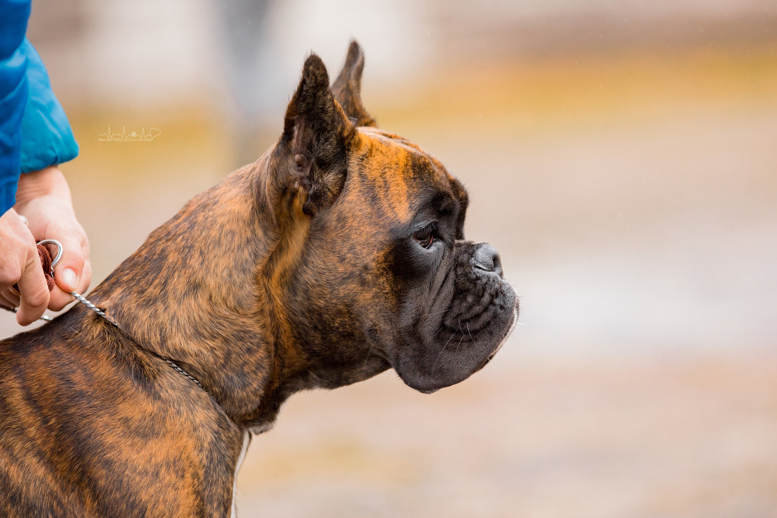 Александров 24.09.2022. Фотограф-анималист Юлия Германика