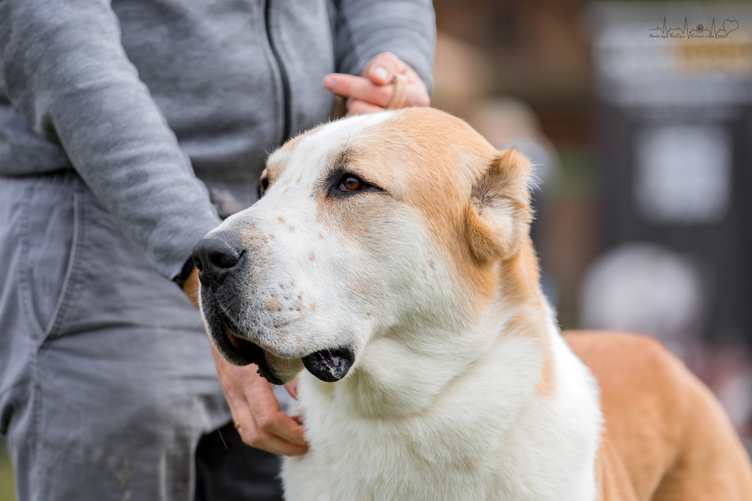 Александрова Слобода моно сао 2.10.2022. Фотограф-анималист Юлия Германика