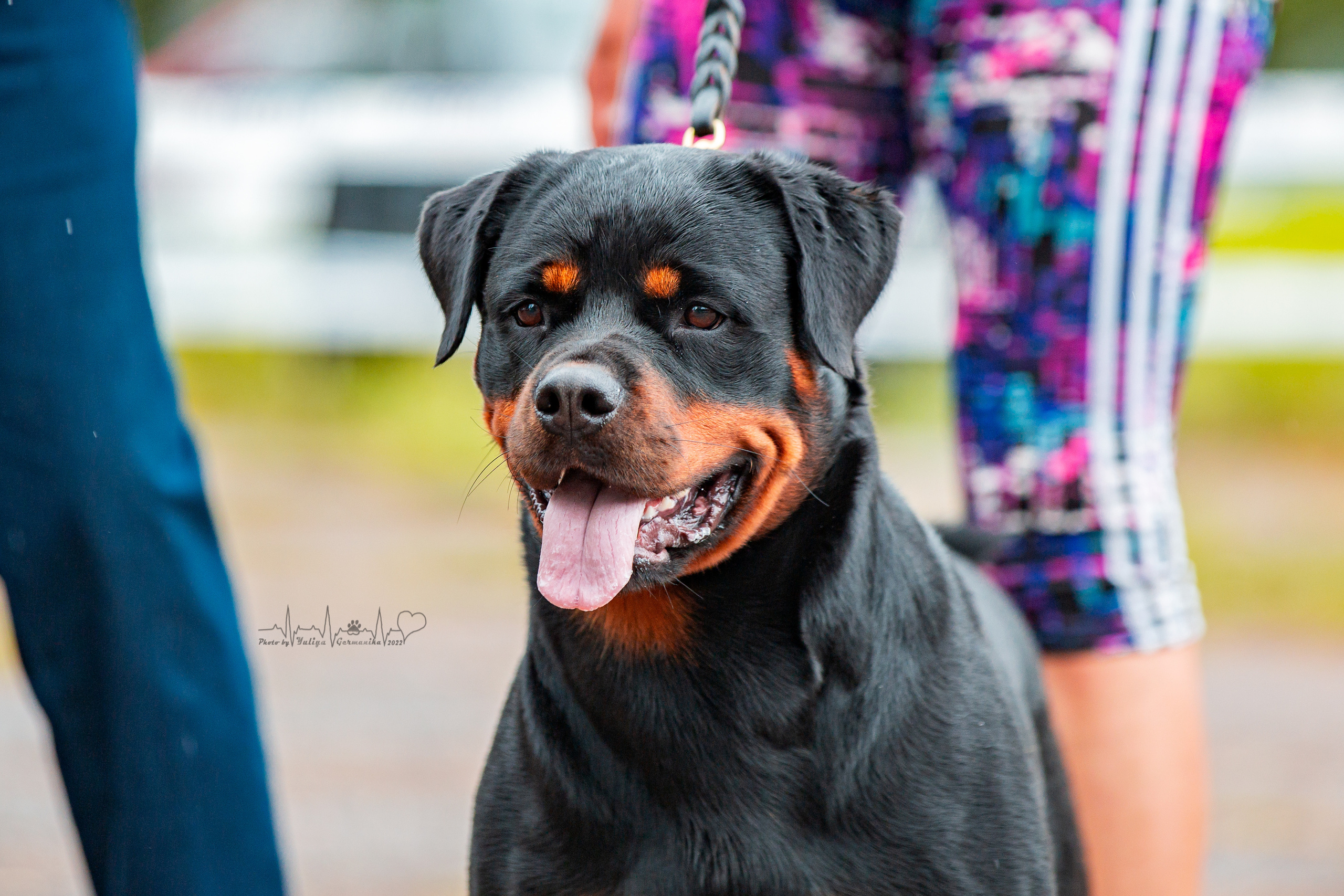 Ховрино 31.07,Чайна-Таун 6.08,Тверь 7.08. Фотограф-анималист Юлия Германика