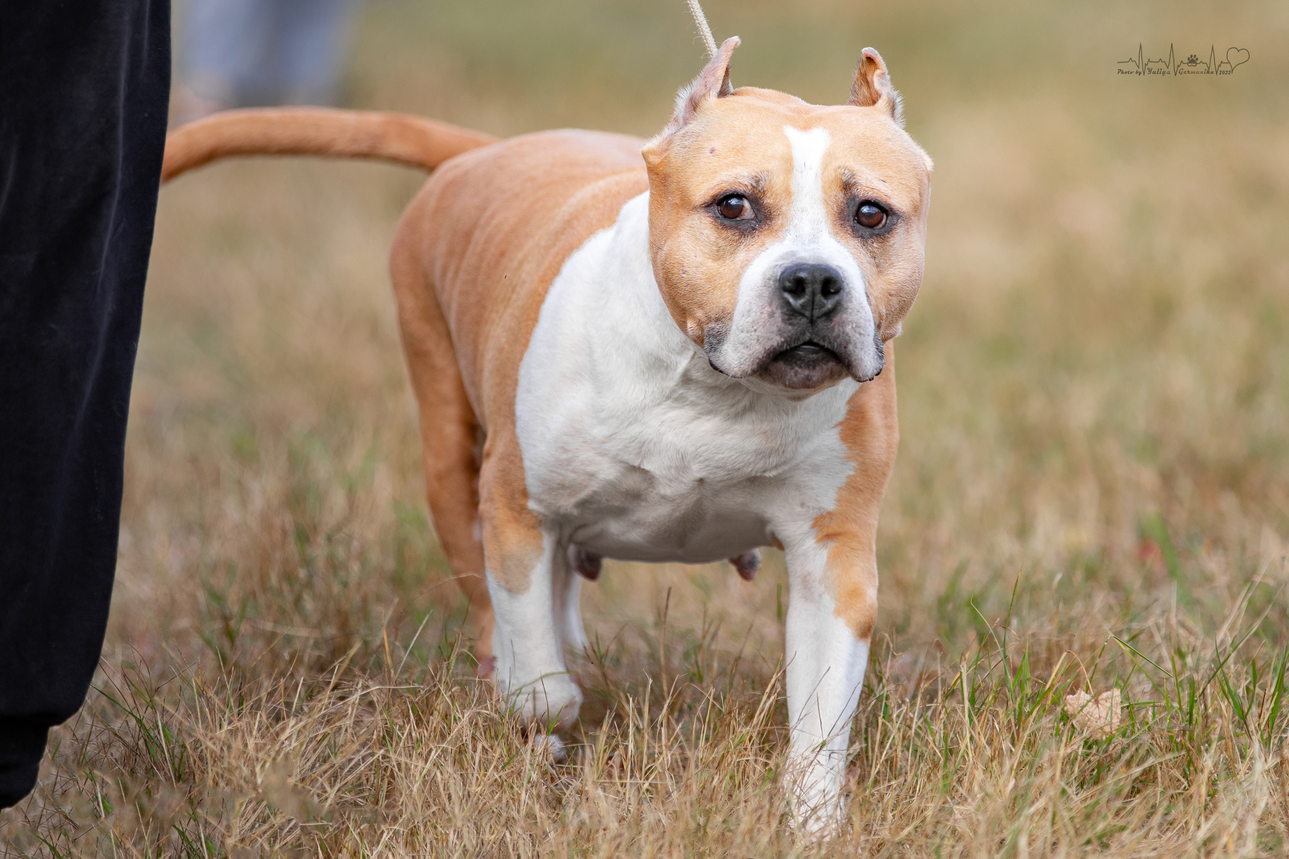 Пушкино ЧРКФ 17.09.2022. Фотограф-анималист Юлия Германика