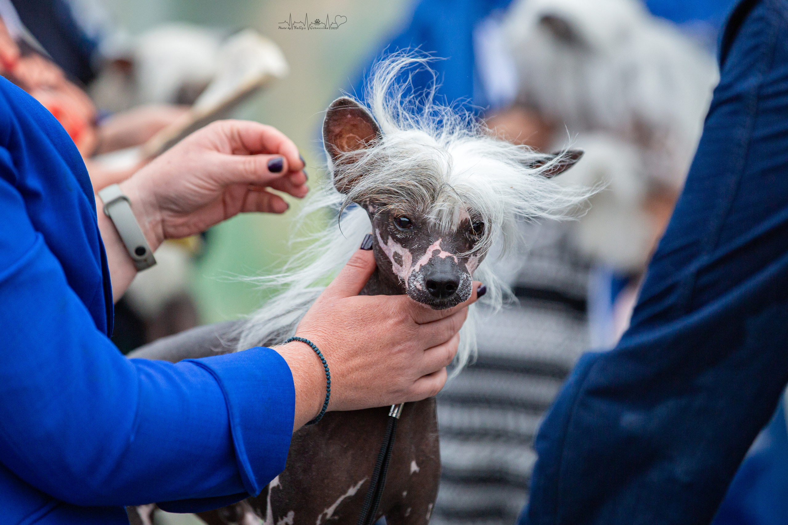 Ховрино 31.07,Чайна-Таун 6.08,Тверь 7.08. Фотограф-анималист Юлия Германика
