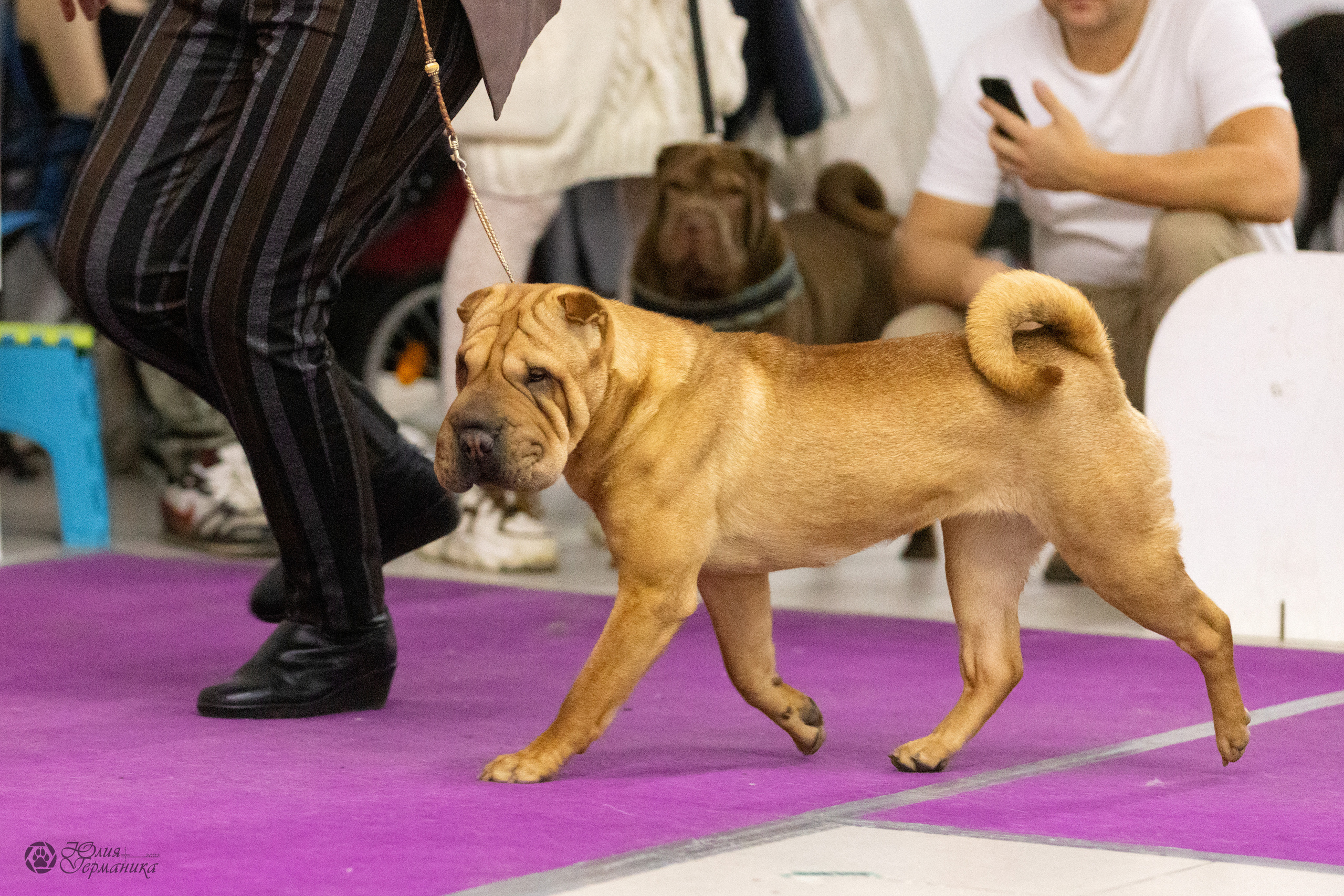 Чайна-Таун 3 и 12.11.2022. Фотограф-анималист Юлия Германика