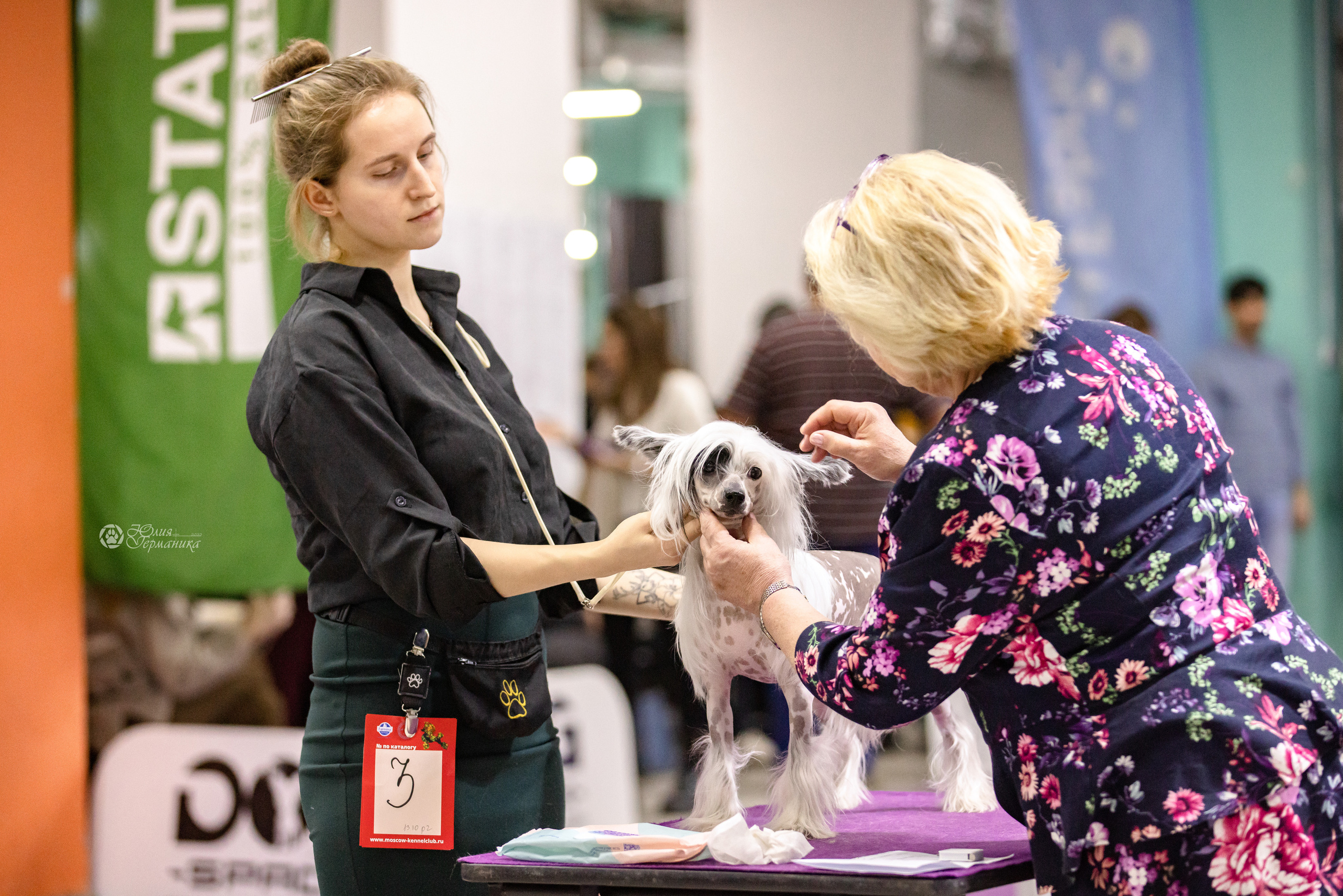 Чайна-Таун 3 и 12.11.2022. Фотограф-анималист Юлия Германика