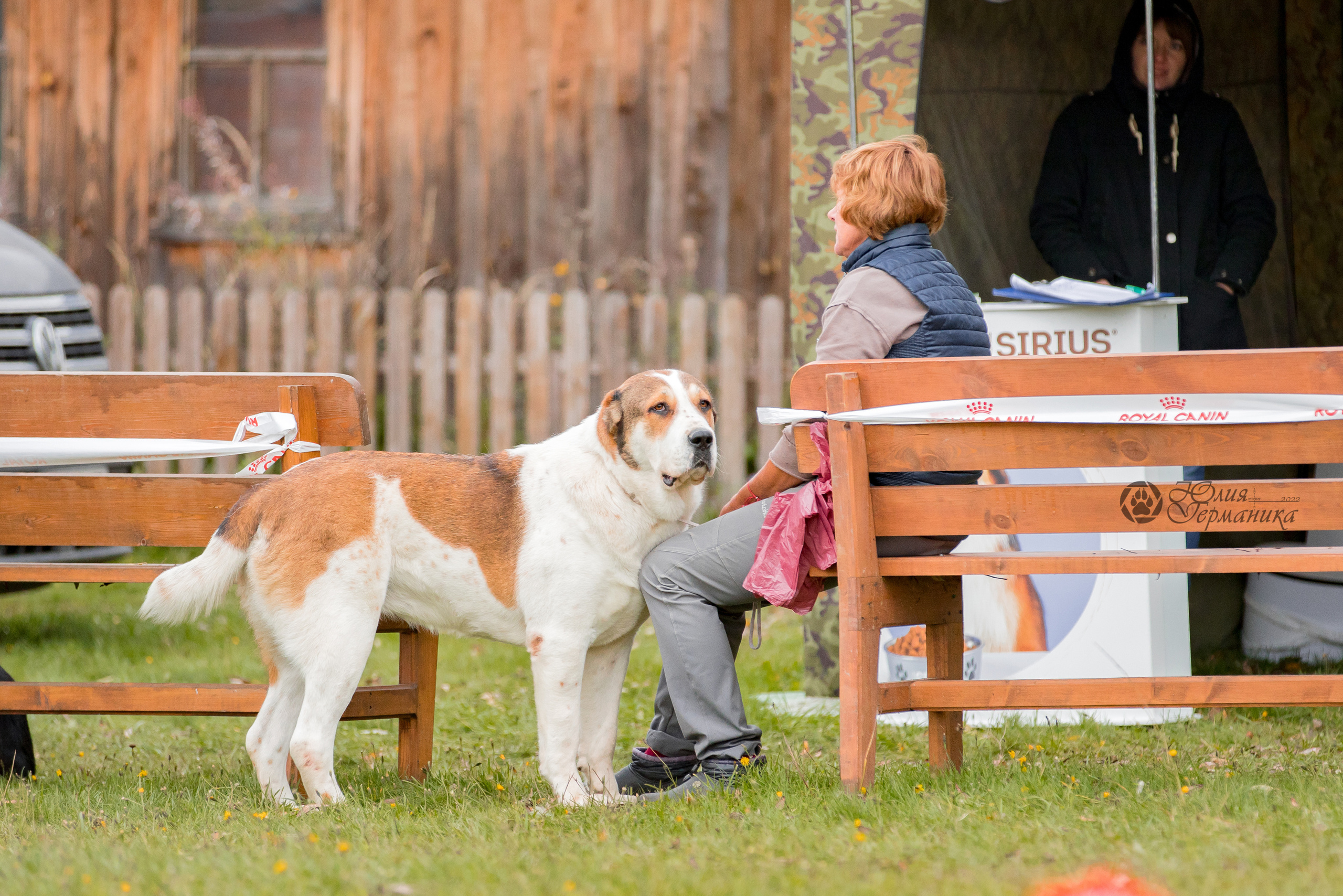 Александрова Слобода моно сао 2.10.2022. Фотограф-анималист Юлия Германика